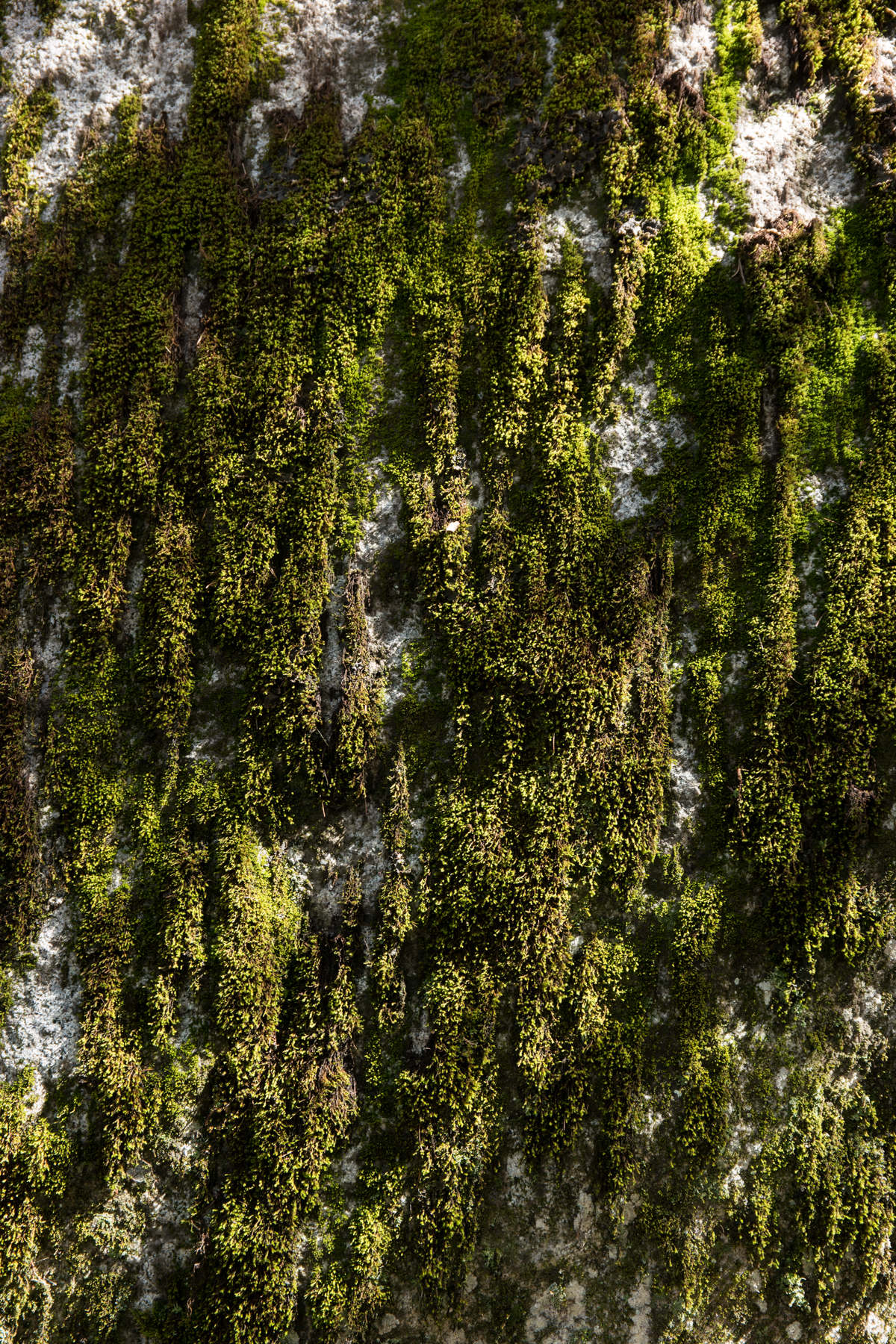 April2015 Yosemite California Samsung NX1 1800px
