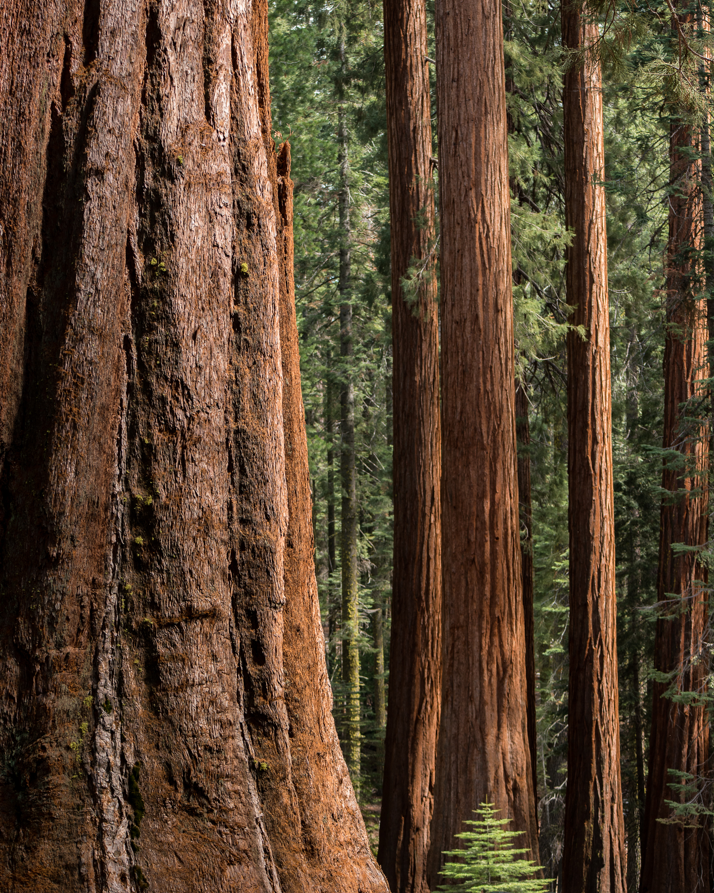 April2015 Yosemite California Samsung NX1 1800px