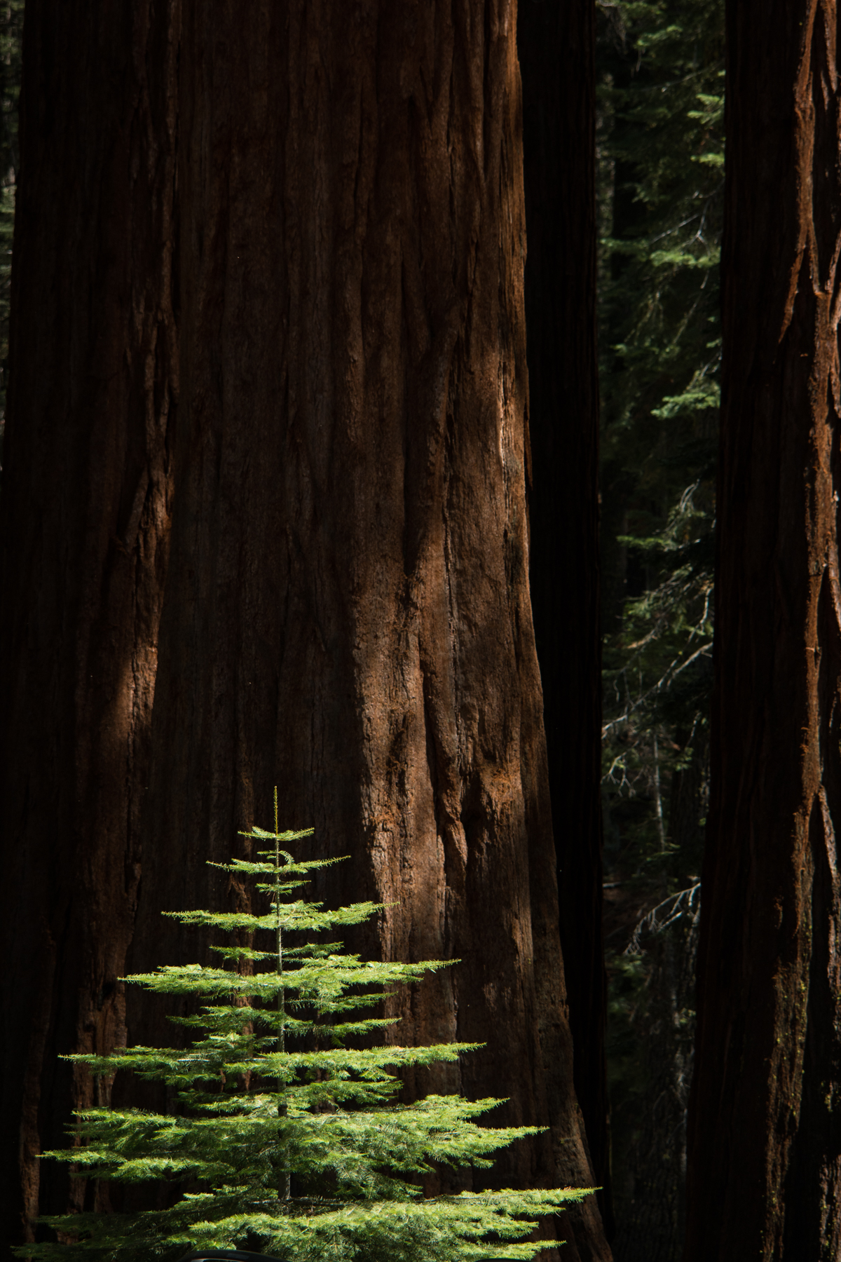 April2015 Yosemite California Samsung NX1