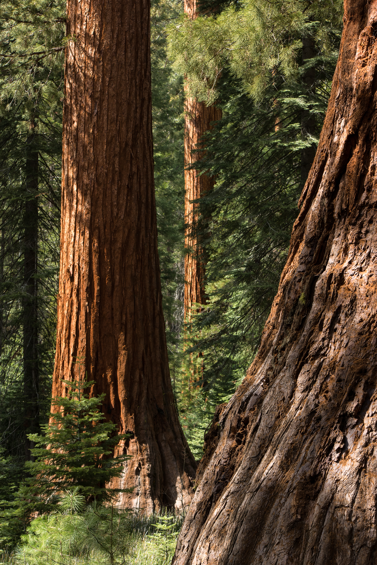 April2015 Yosemite California Samsung NX1 1800px
