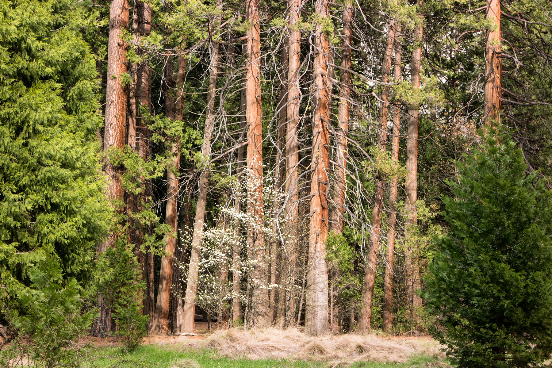 April2015 Yosemite California Samsung NX500 1800px