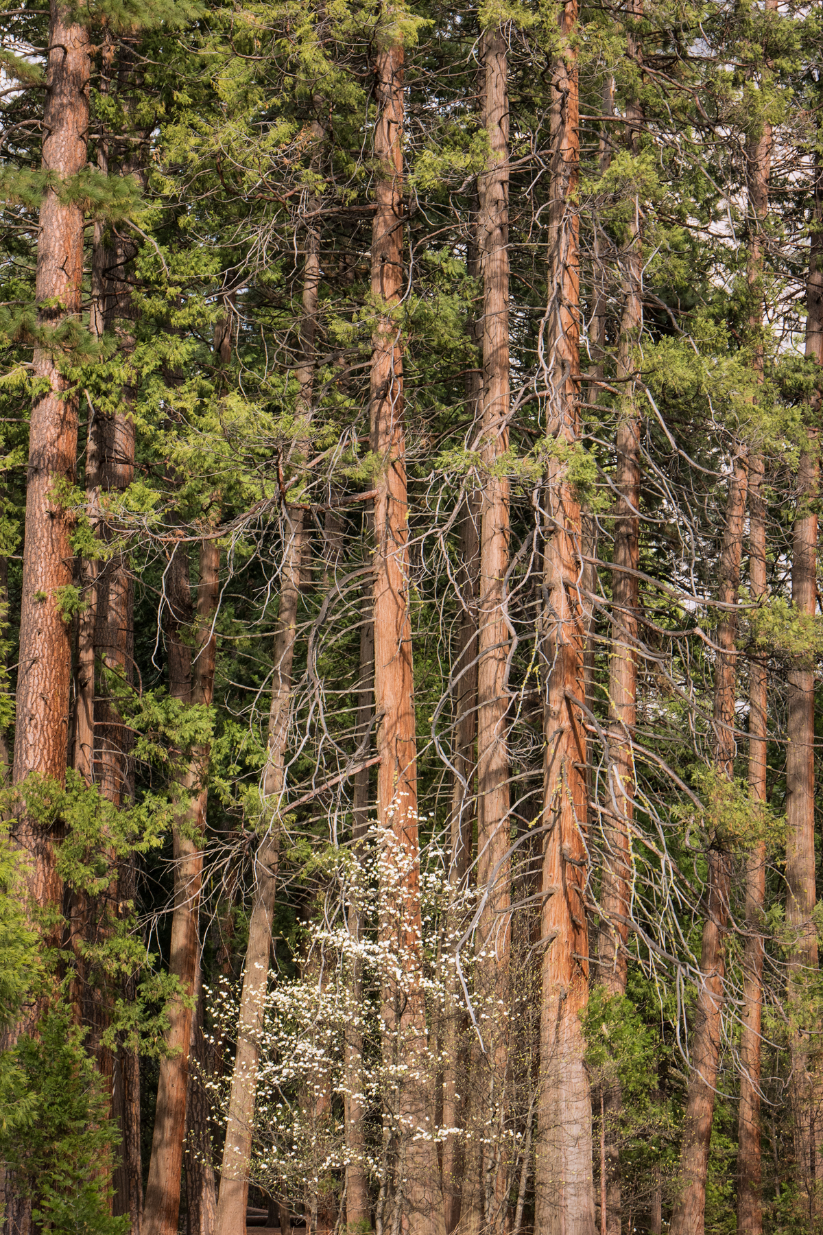 April2015 Yosemite California Samsung NX500 1800px