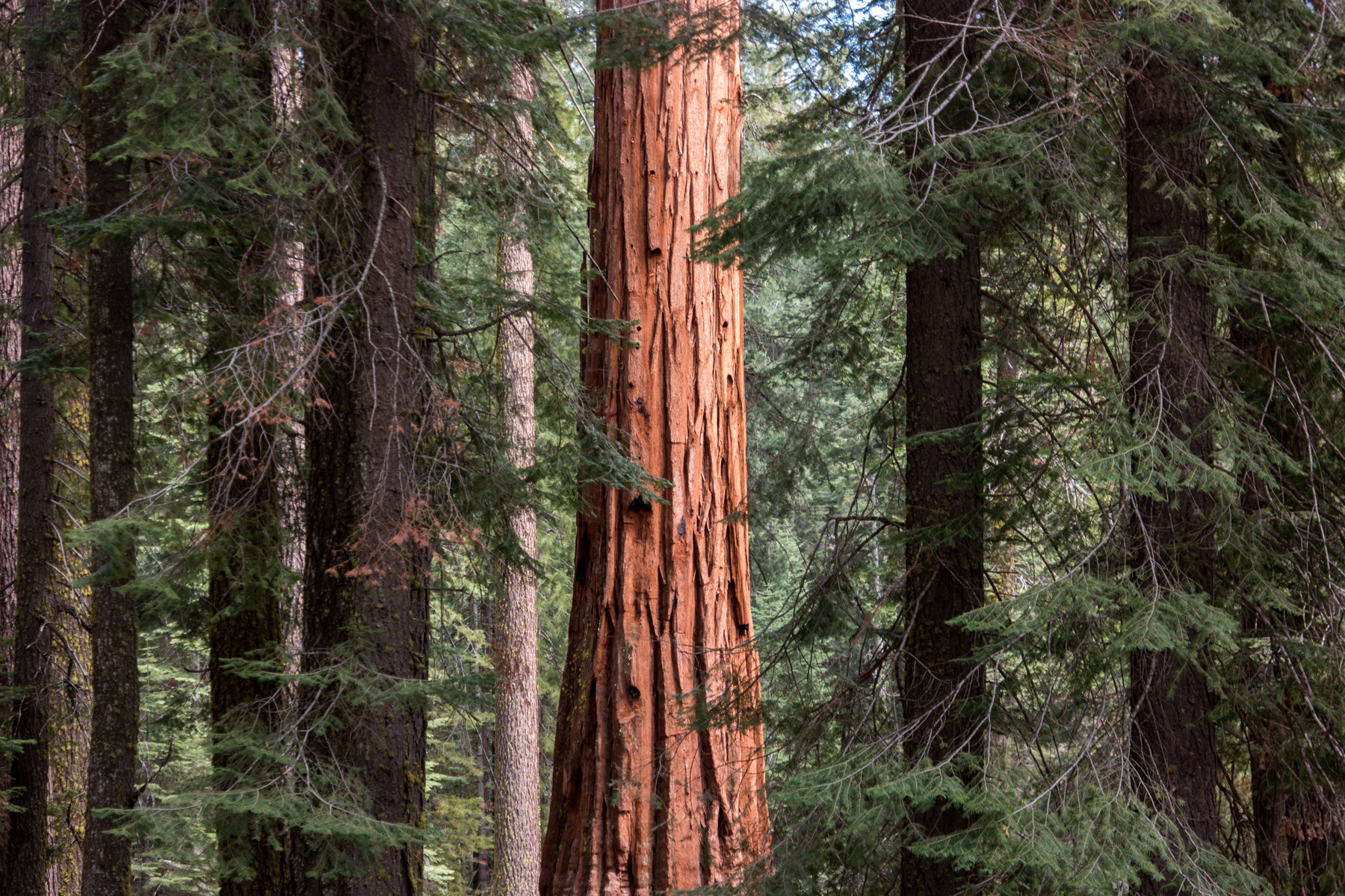 April2015 Yosemite California Samsung NX500 1800px