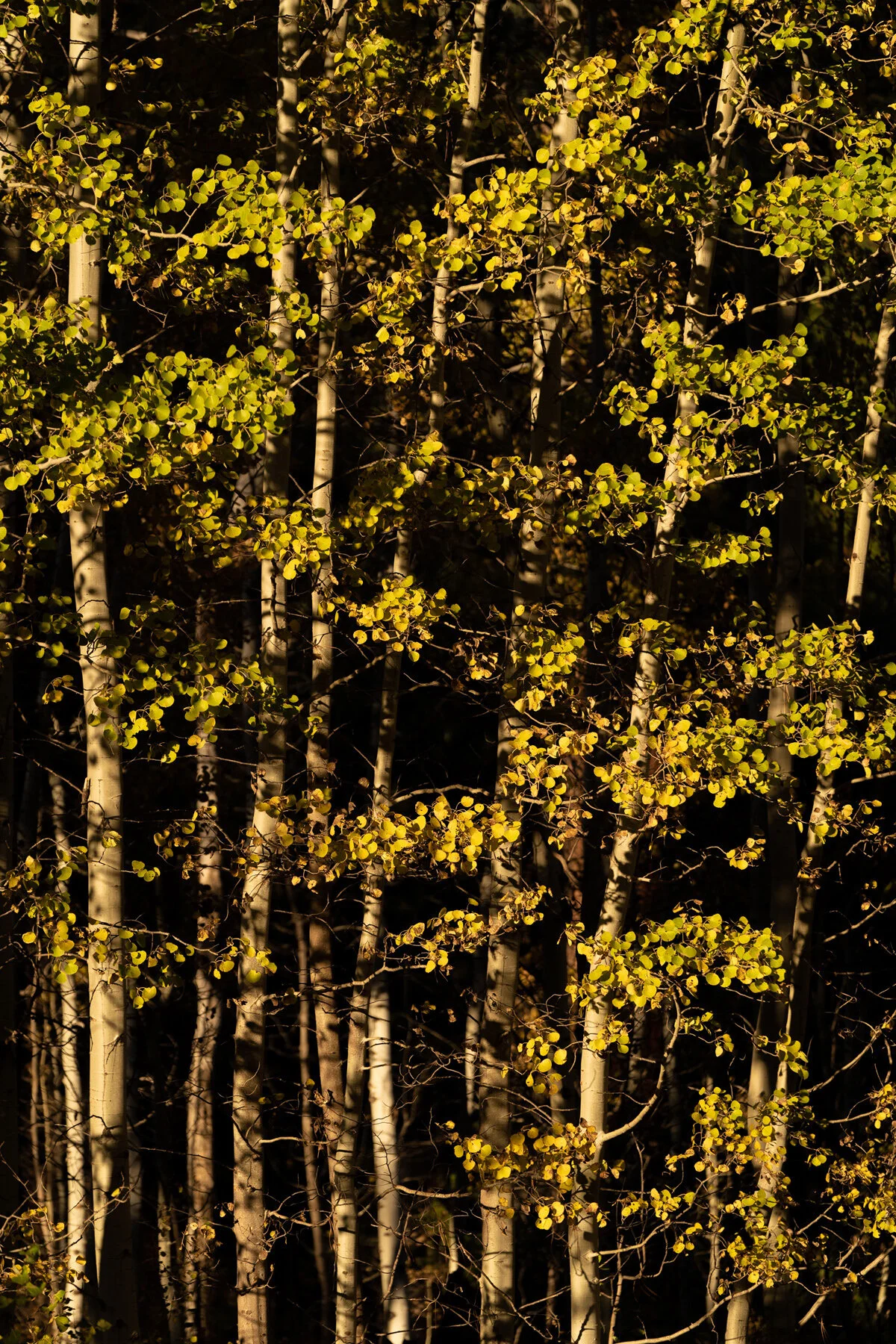 Black Butte Ranch Sisters Bend Oregon Fall Color