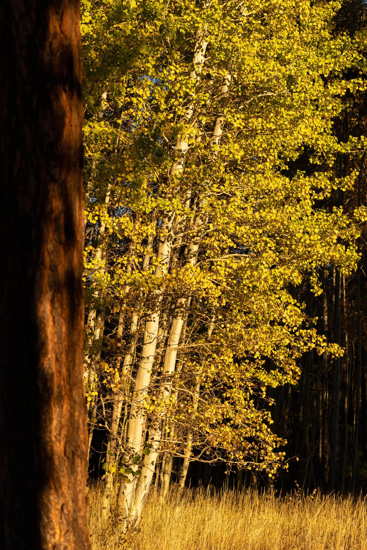 Black Butte Ranch Sisters Bend Oregon Fall Color