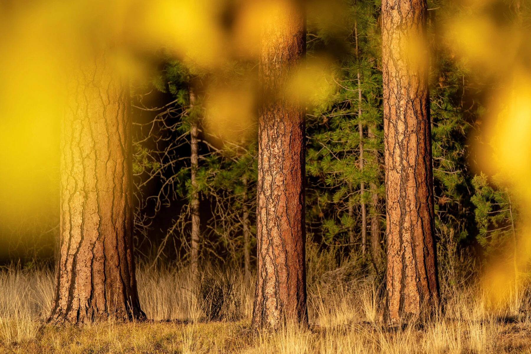 Black Butte Ranch Sisters Bend Oregon Fall Color