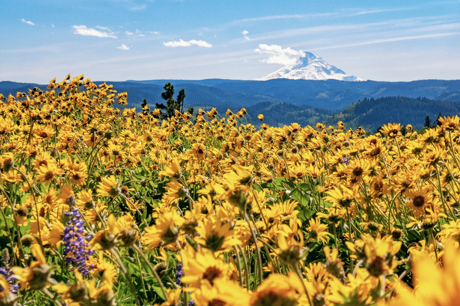 Columbia River Gorge Mosier Memaloose Overlook Wildflowers Balsamroot