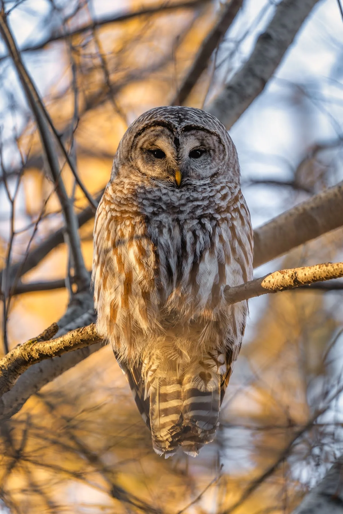 Deschutes River Ranch Tumalo Bend Oregon Barred Owl