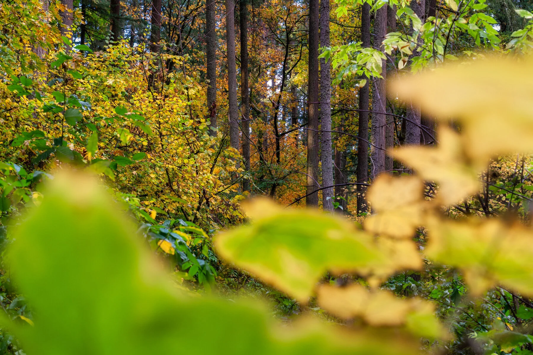 Fall Colorin Oregon Forest