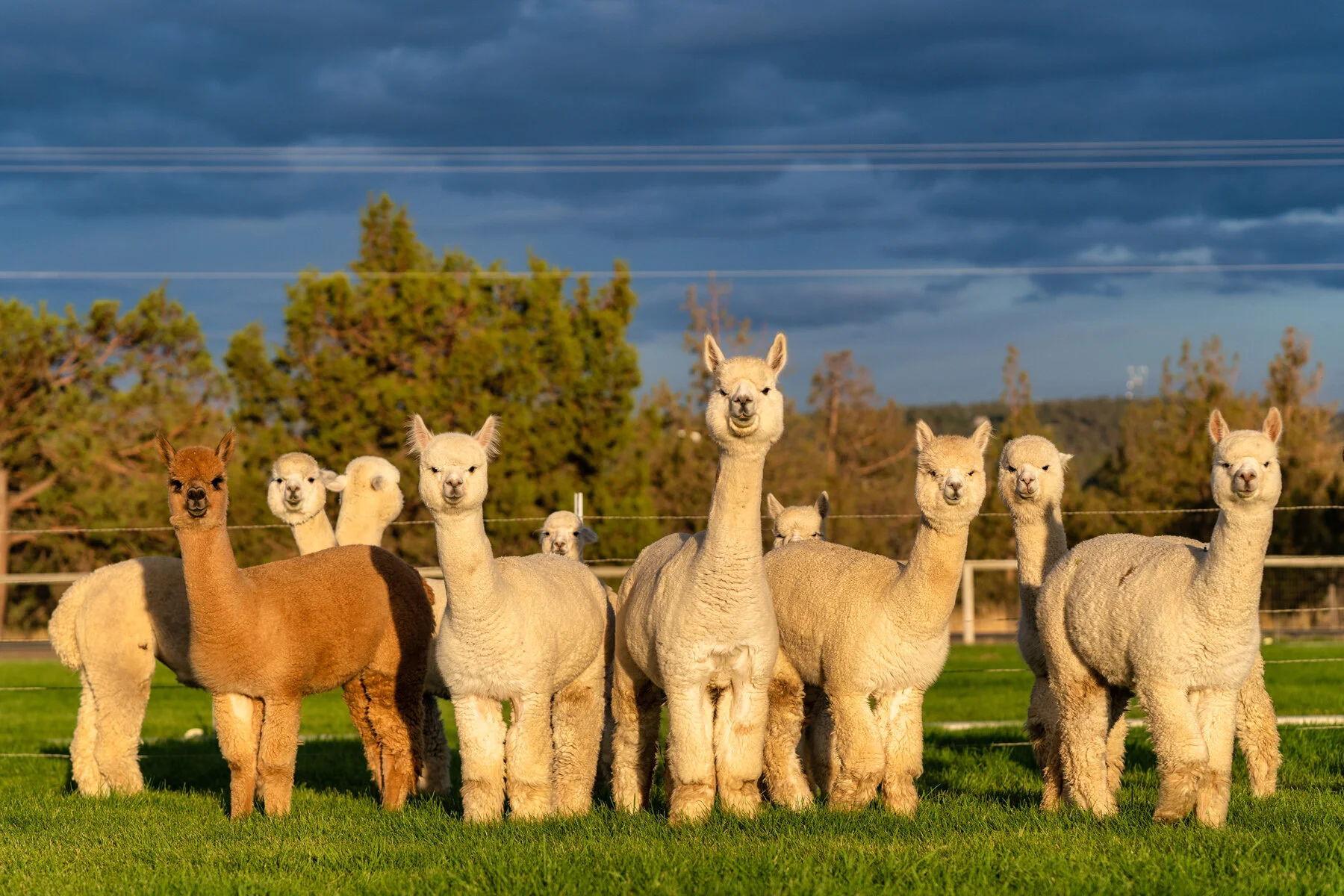 Flying Dutchman Alpacas