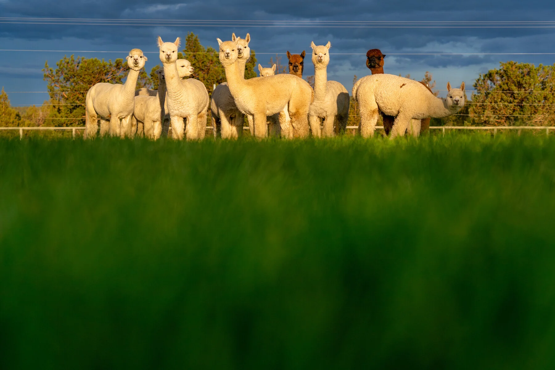 Flying Dutchman Alpacas