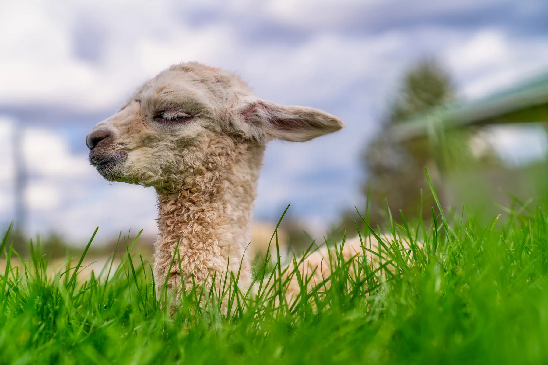 Flying Dutchman Alpacas Al Pacone
