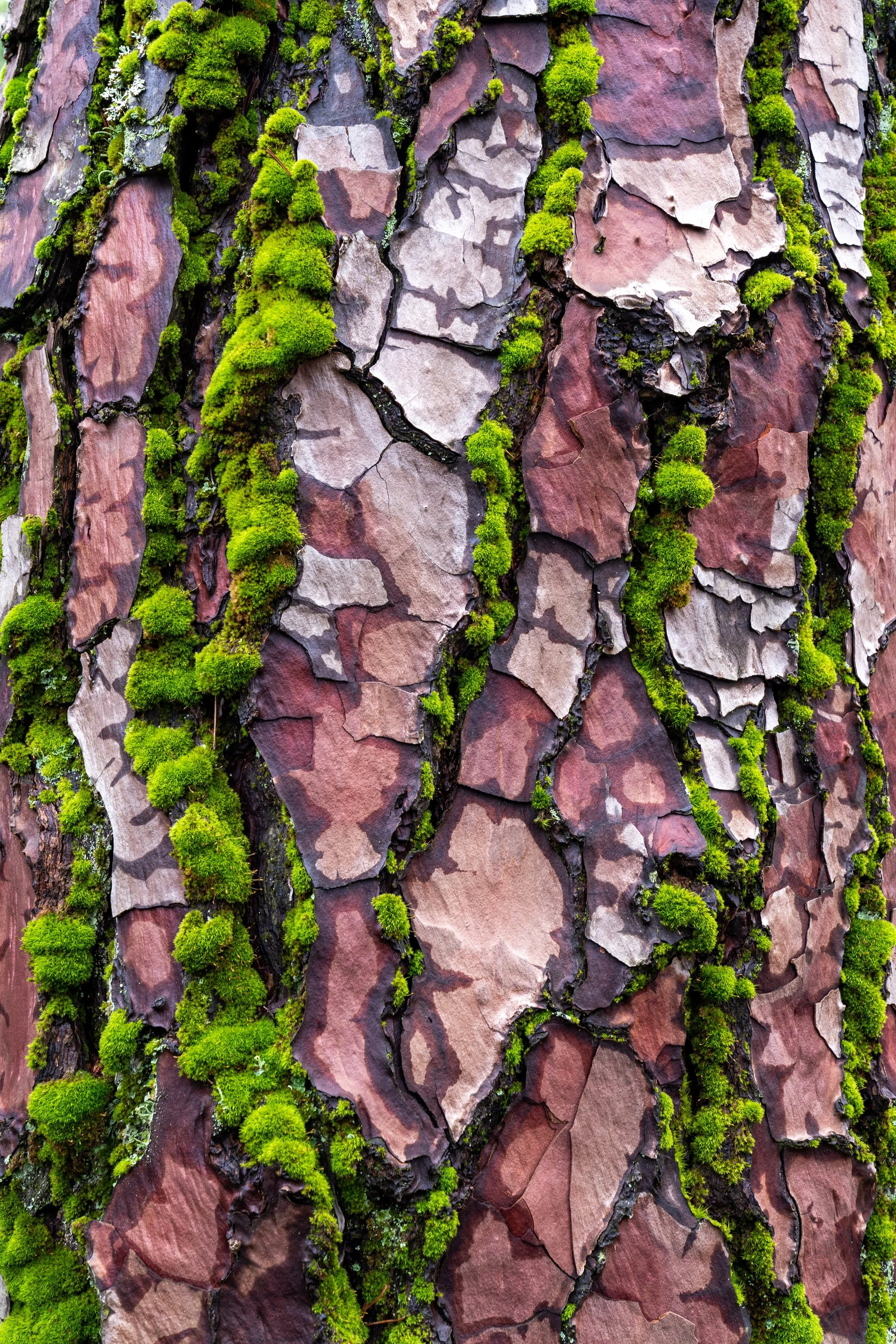 Forest Park Hoyt Arboretum Portland Oregon