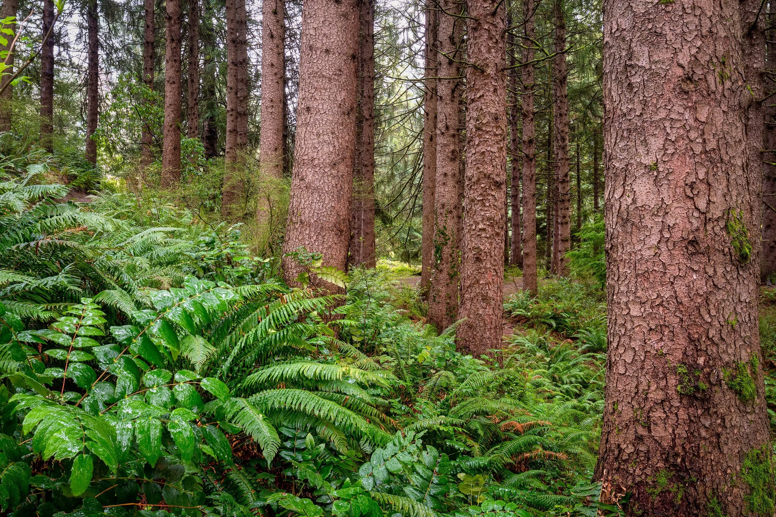 Forest Park Hoyt Arboretum Portland Oregon