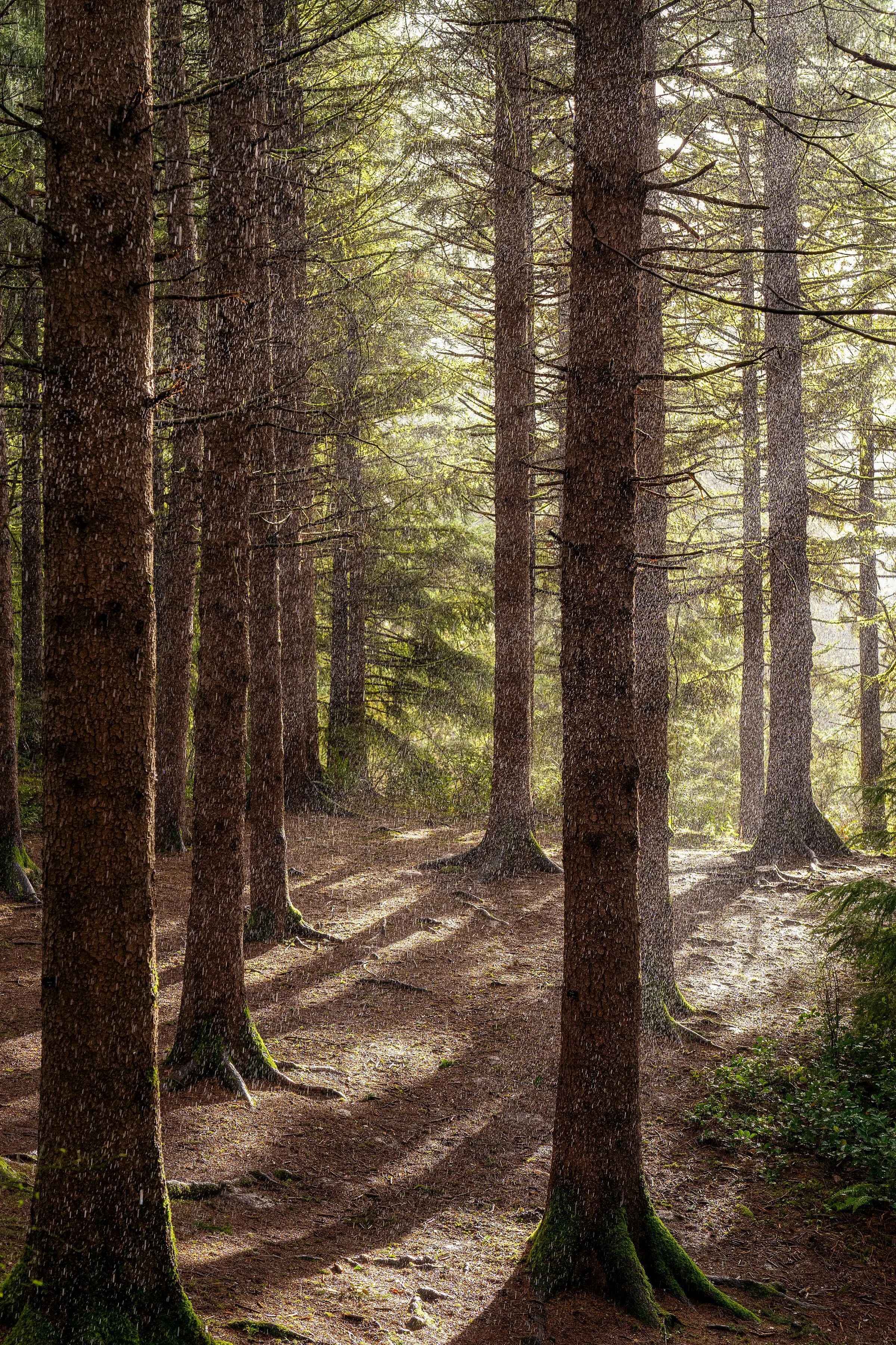 Forest Park Hoyt Arboretum Portland Oregon