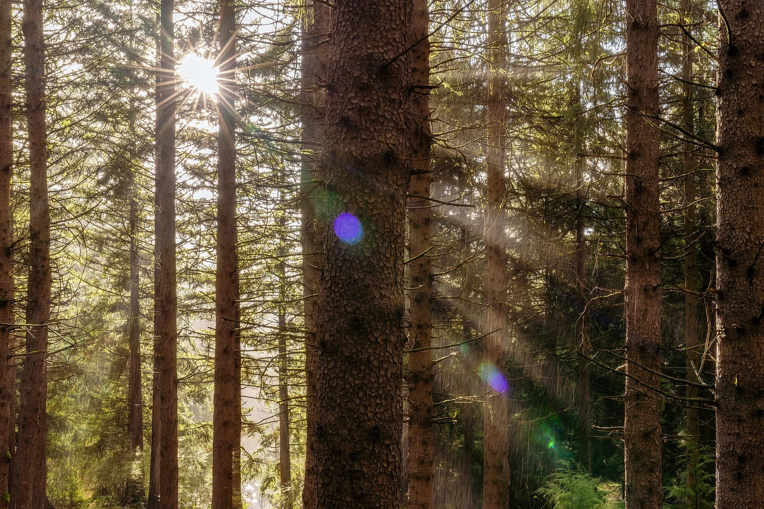 Forest Park Hoyt Arboretum Portland Oregon