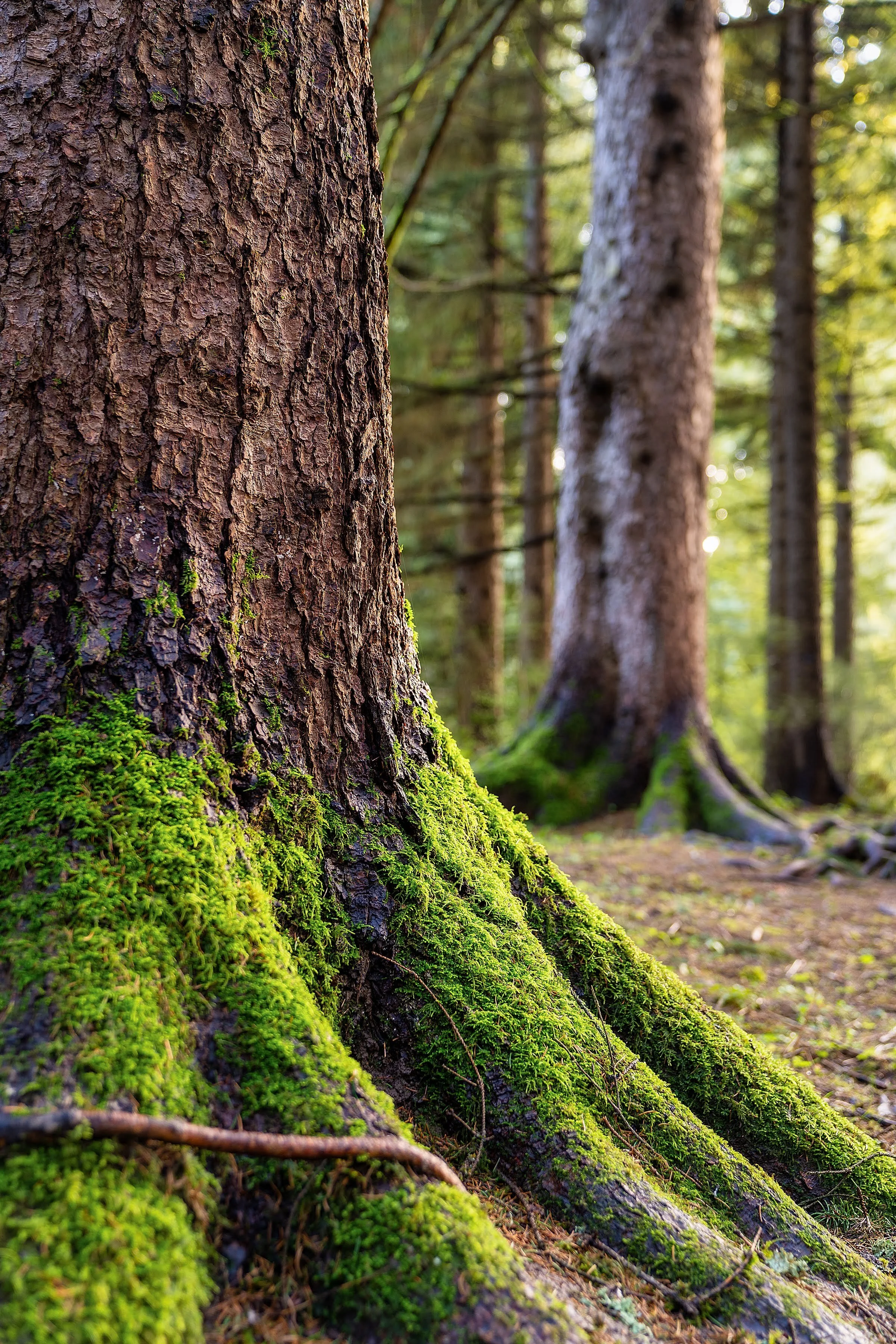 Forest Park Hoyt Arboretum Portland Oregon