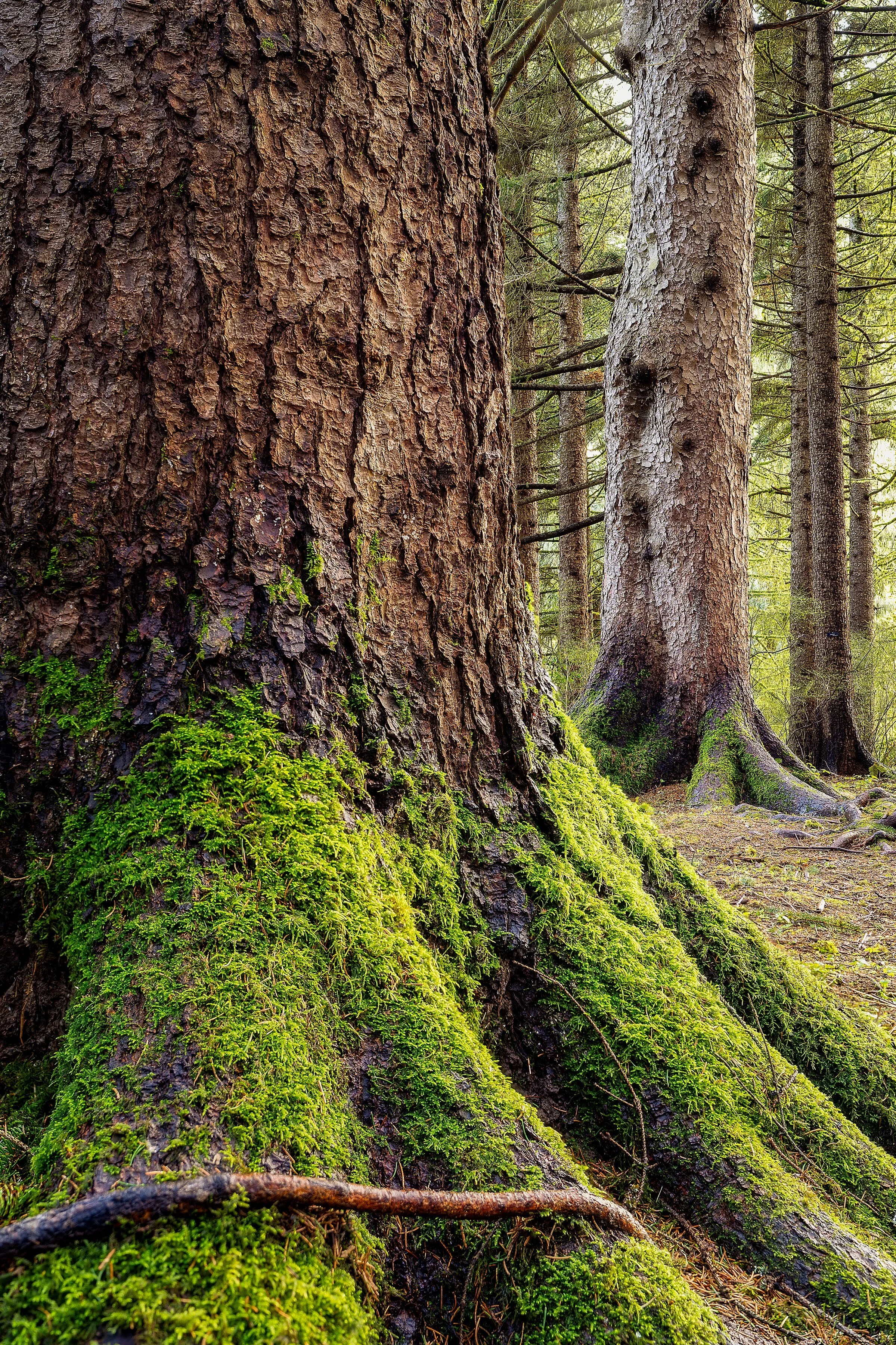 Forest Park Hoyt Arboretum Portland Oregon