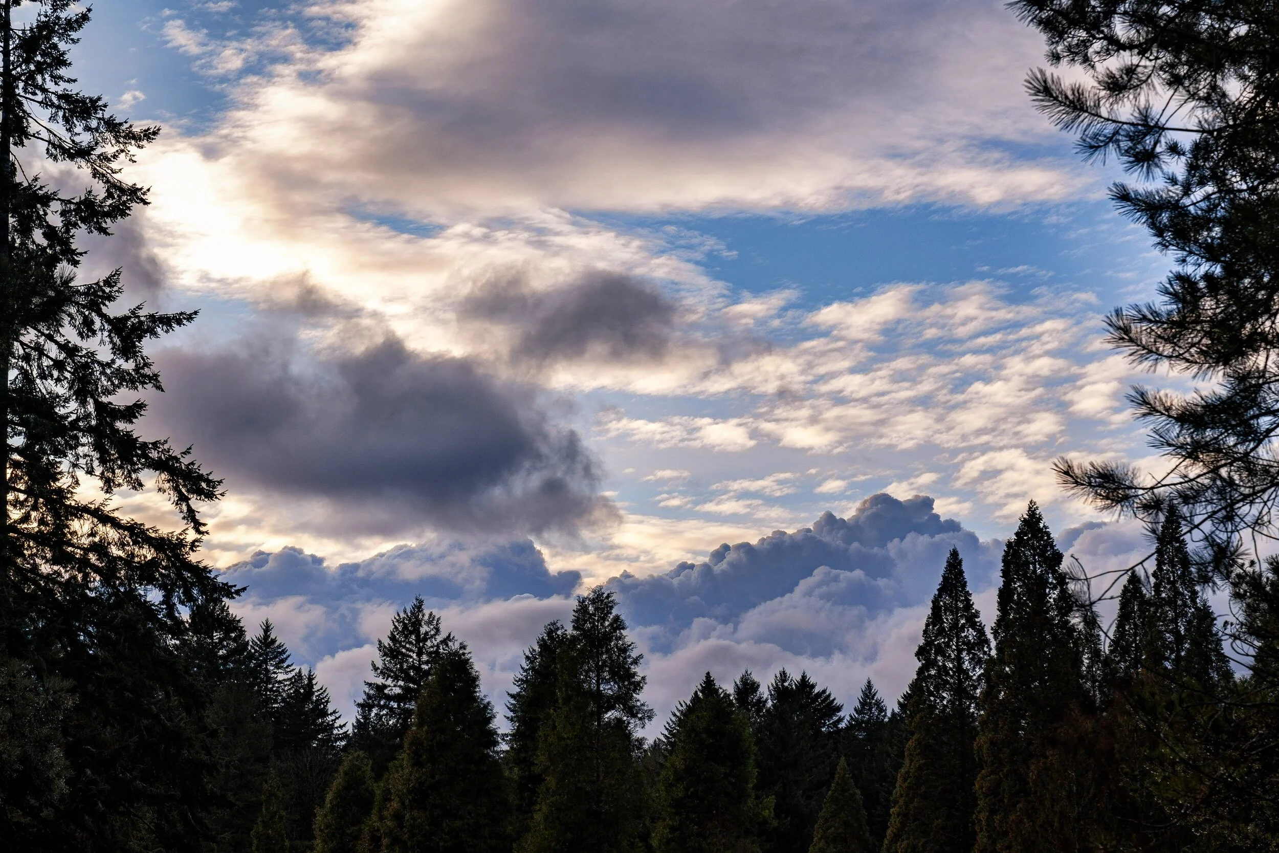 Forest Park Hoyt Arboretum Portland Oregon