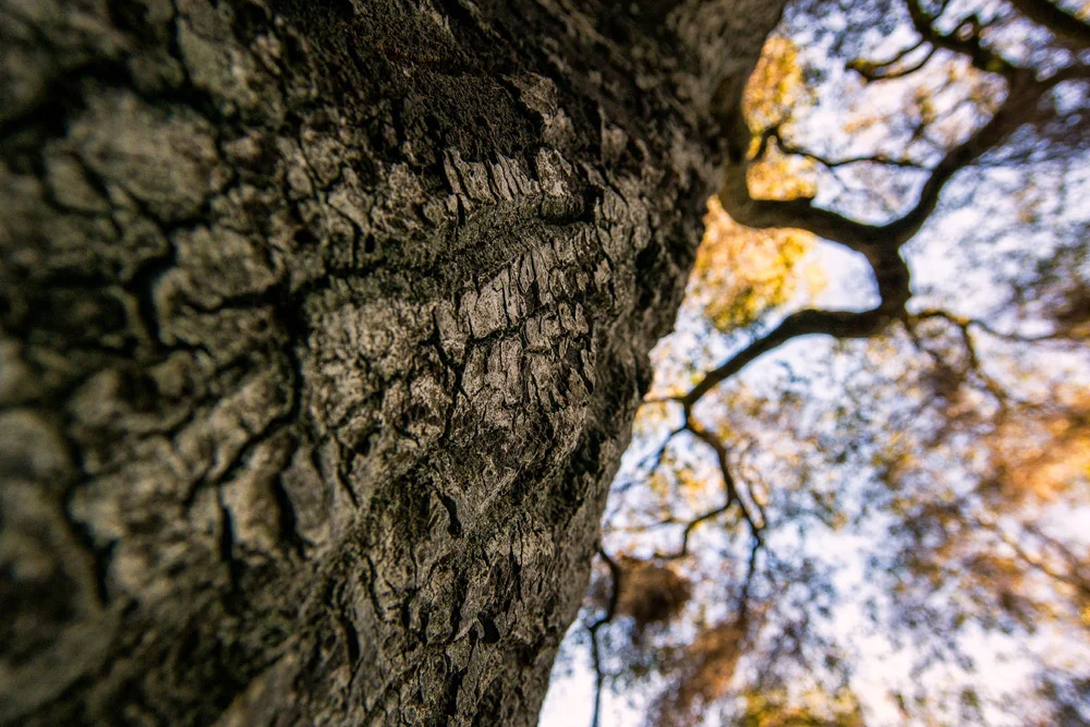 Hiking Topanga Canyon California