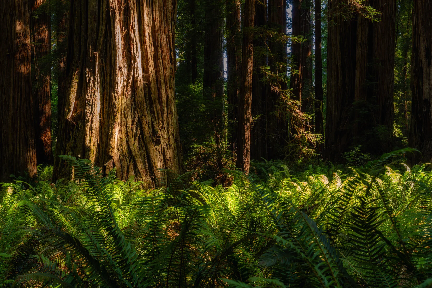 Humboldt Redwoods State Park Redwoods Nationaland State Parks California