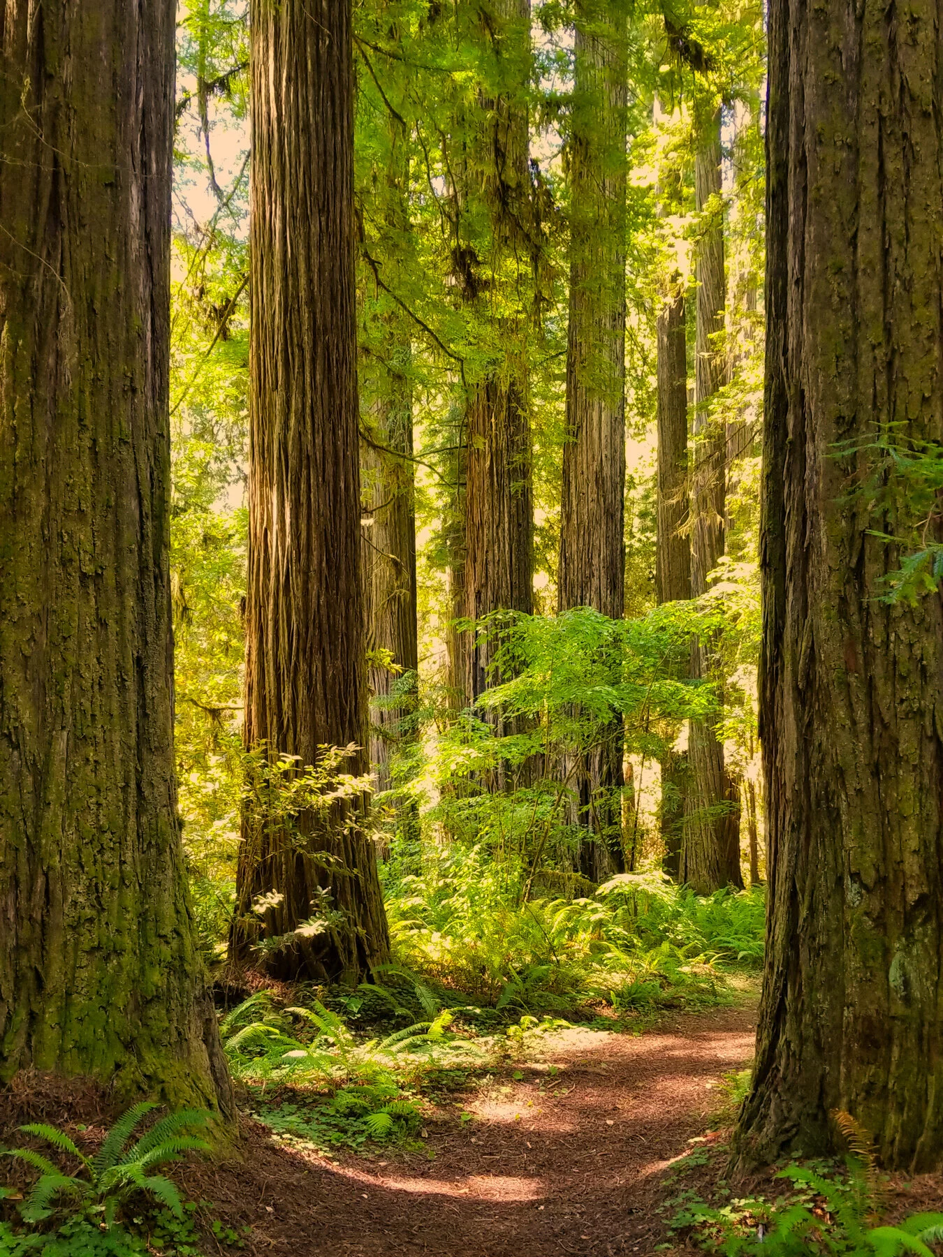 Humboldt Redwoods State Park Redwoods Nationaland State Parks California Galaxy Note8