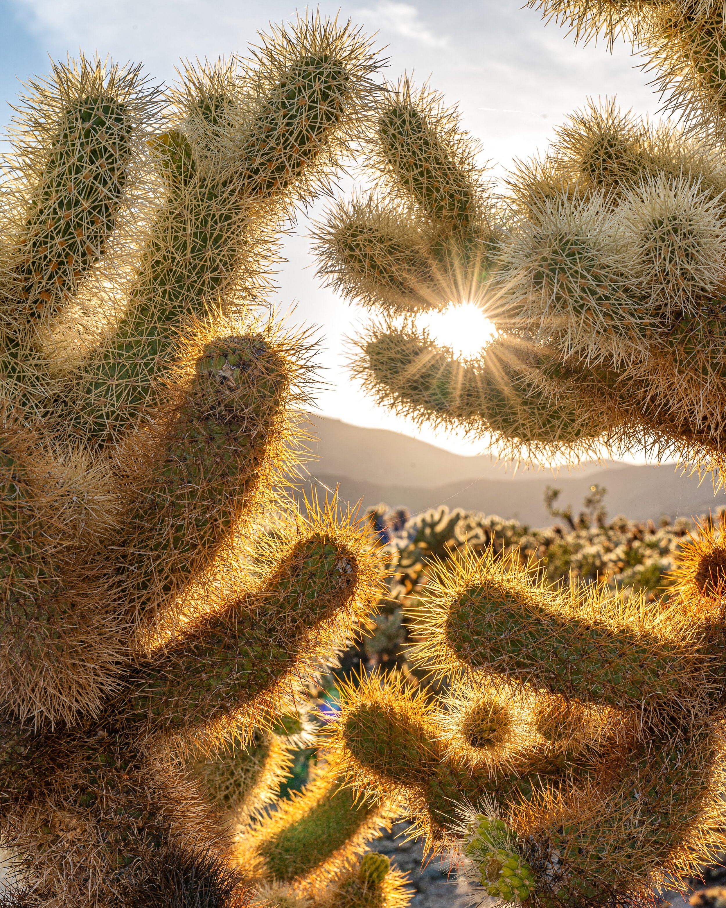 Joshua Tree National Park California