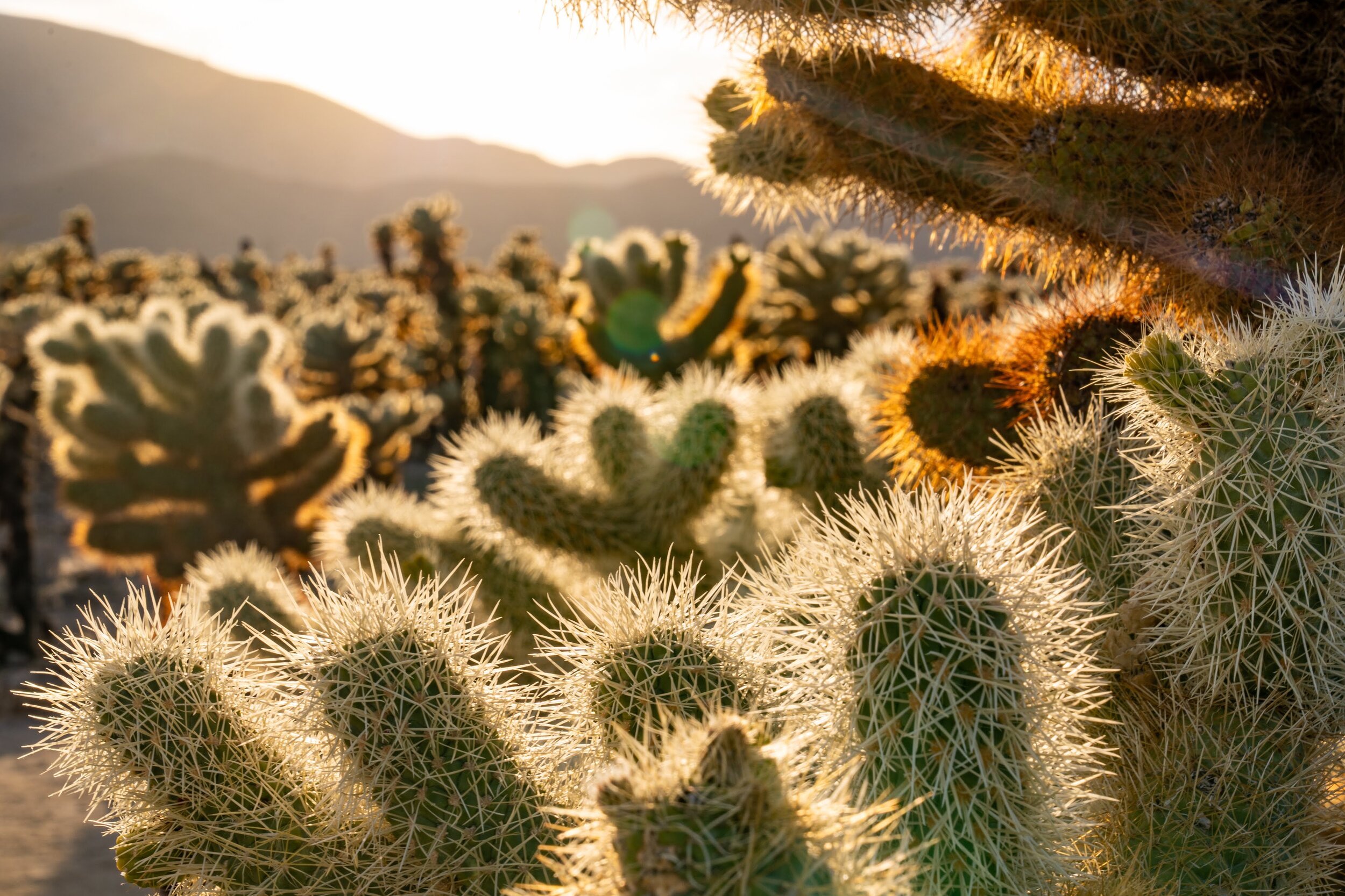Joshua Tree National Park California