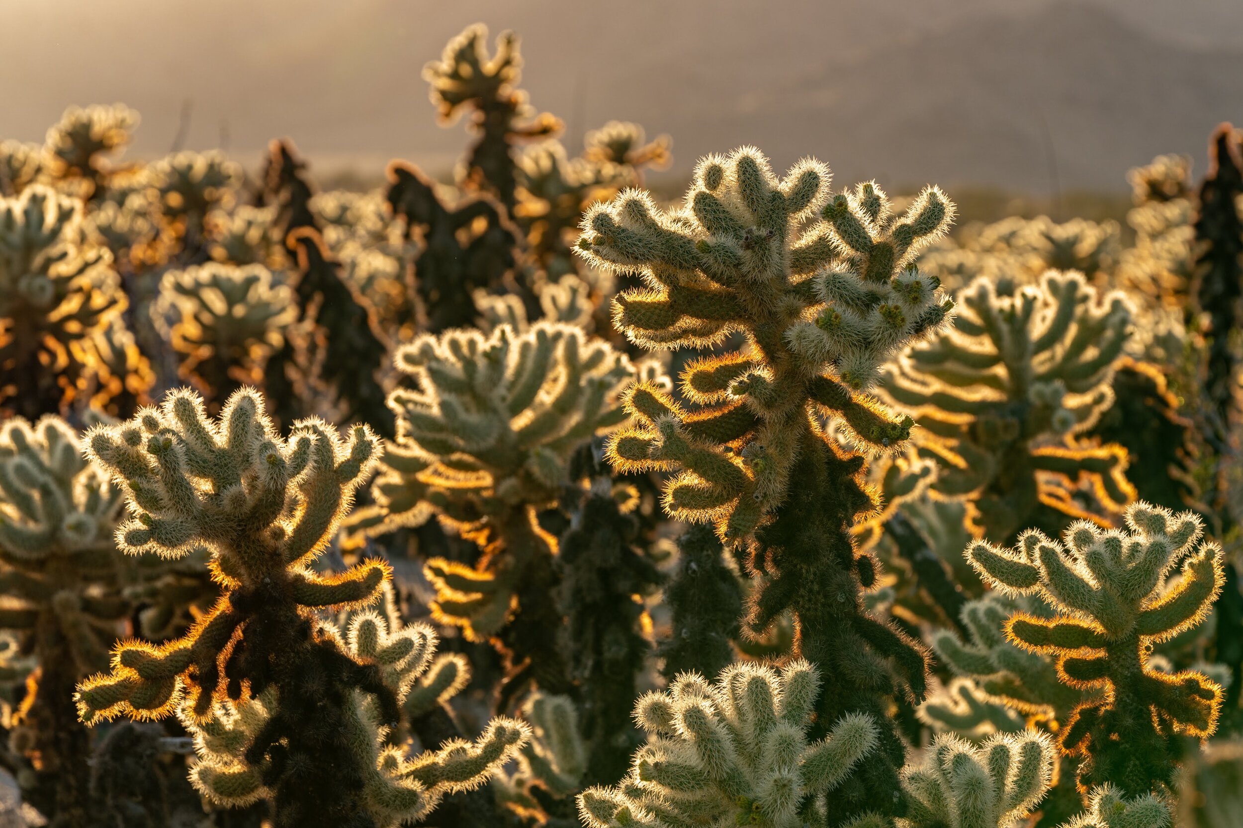 Joshua Tree National Park California