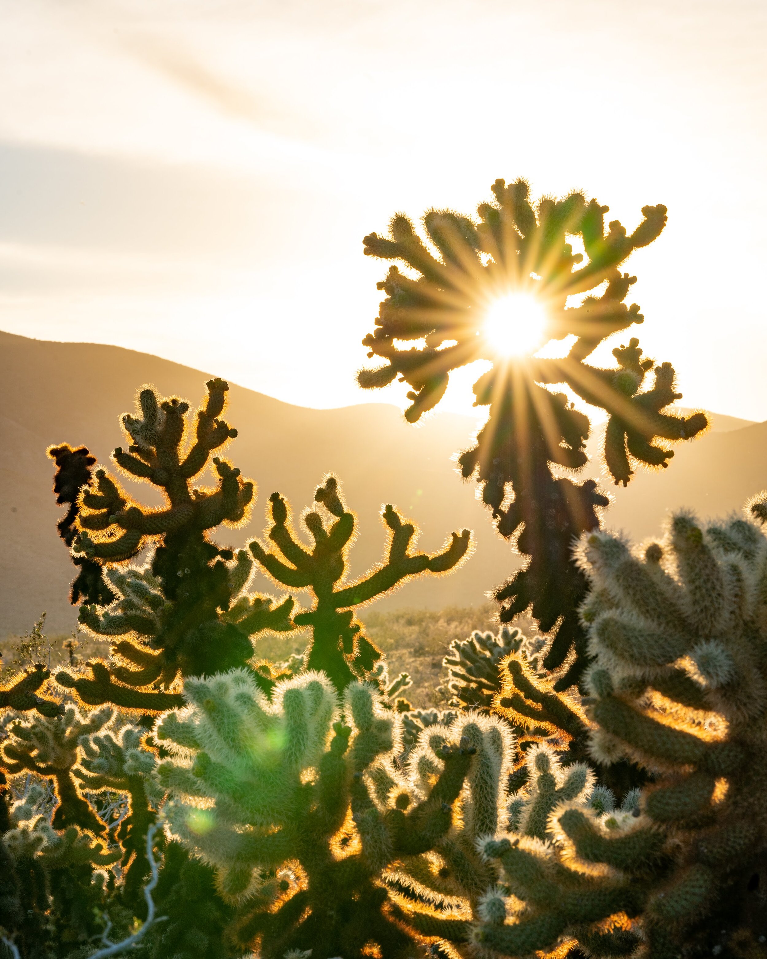 Joshua Tree National Park California