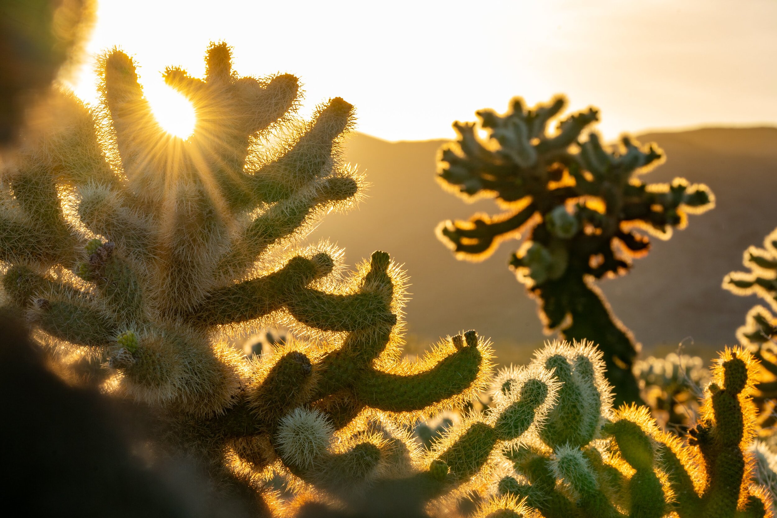 Joshua Tree National Park California