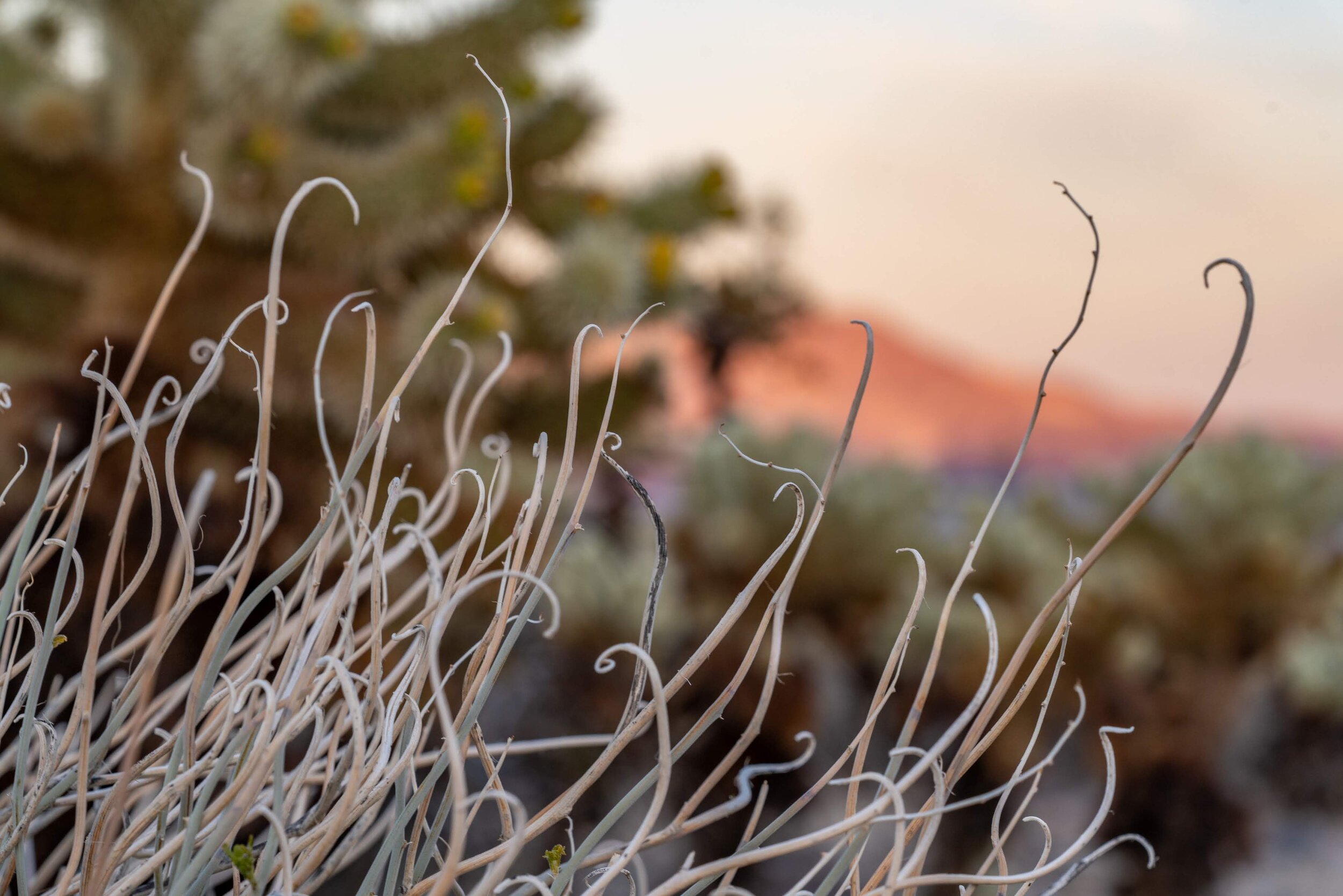 Joshua Tree National Park California