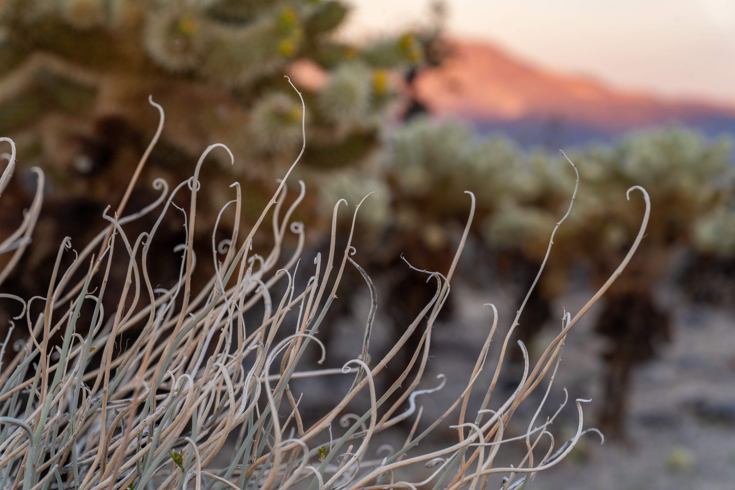 Joshua Tree National Park California