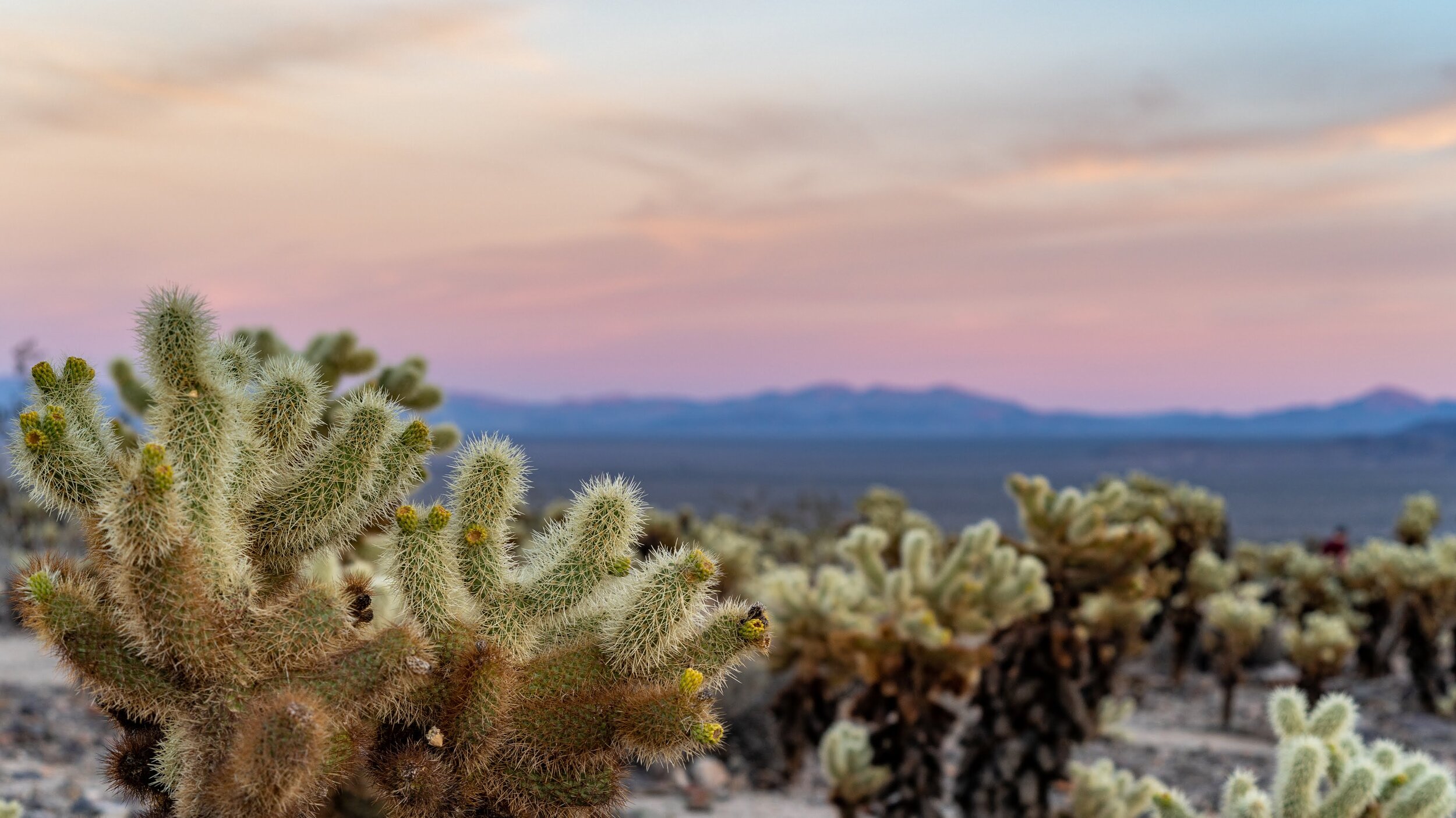 Joshua Tree National Park California