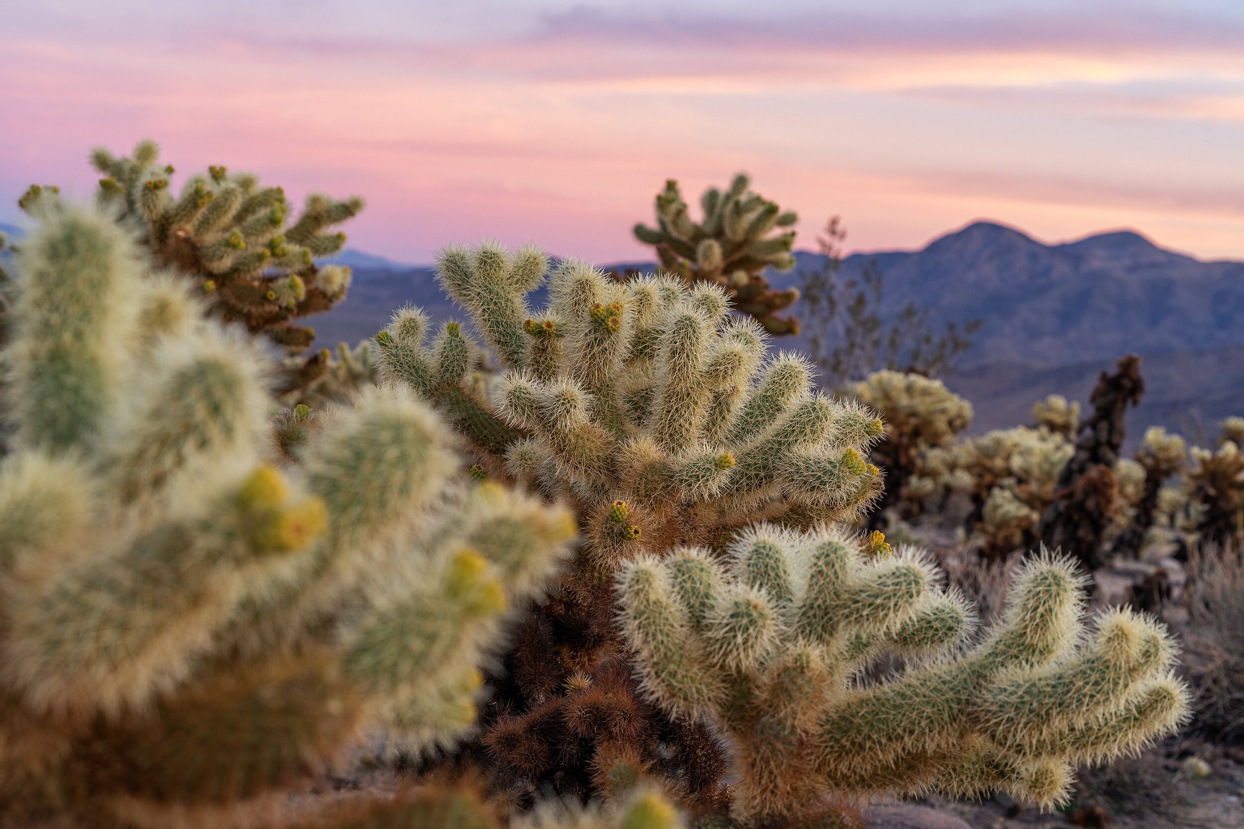 Joshua Tree National Park California