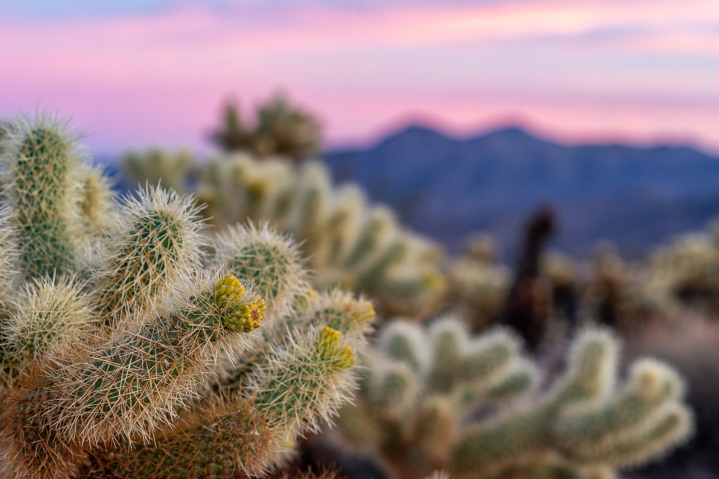 Joshua Tree National Park California