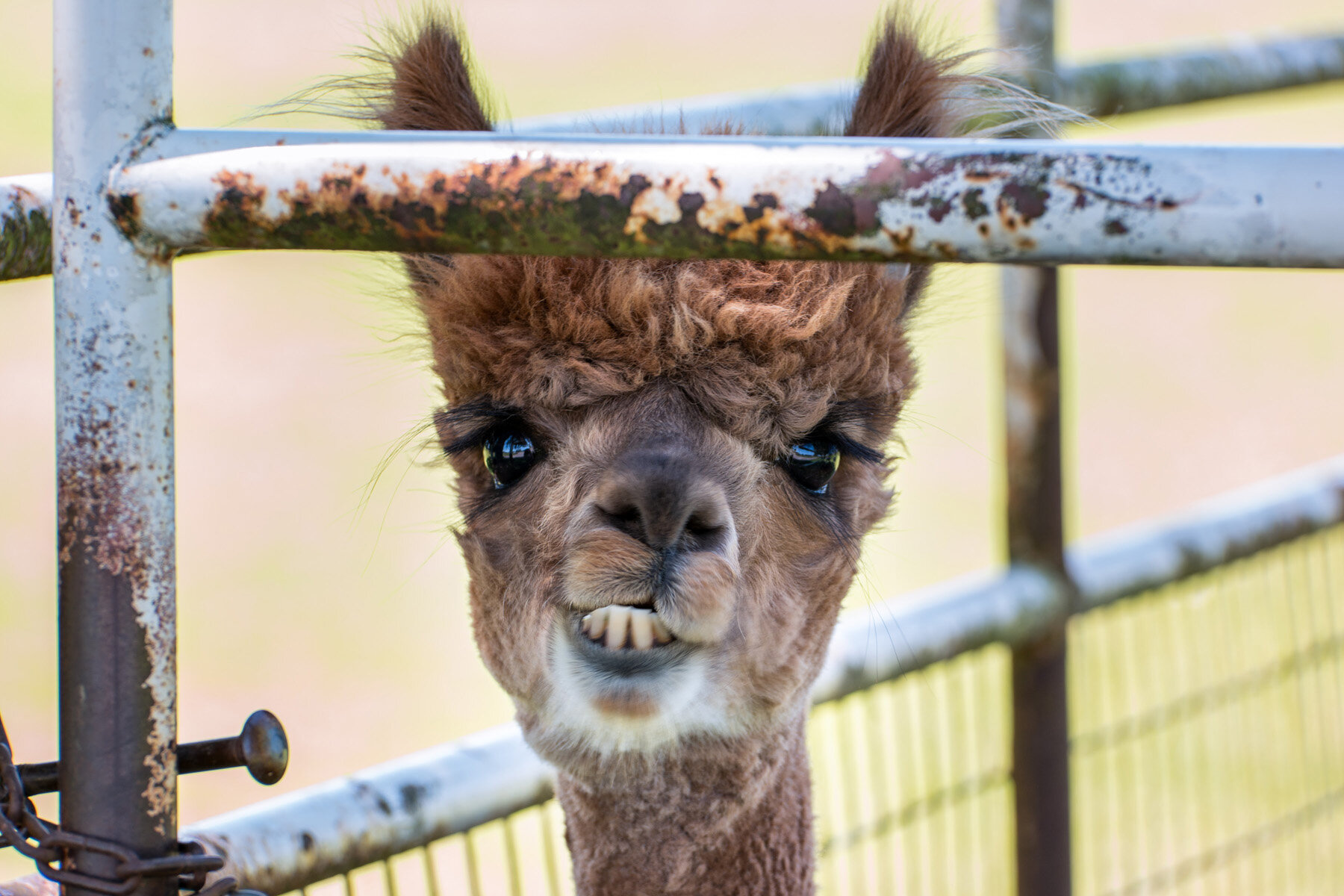 Oakwood Gardens Alpaca Oregon