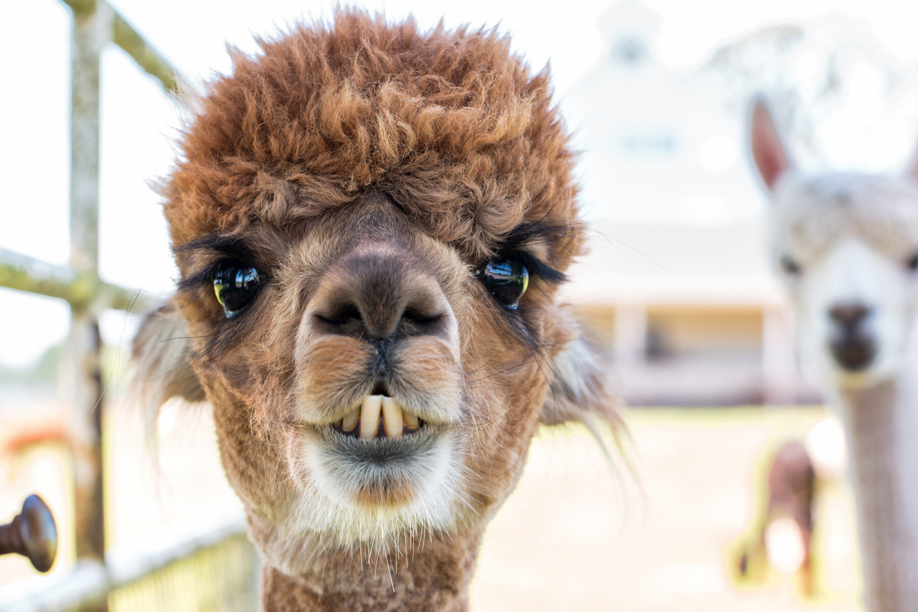 Oakwood Gardens Alpaca Oregon