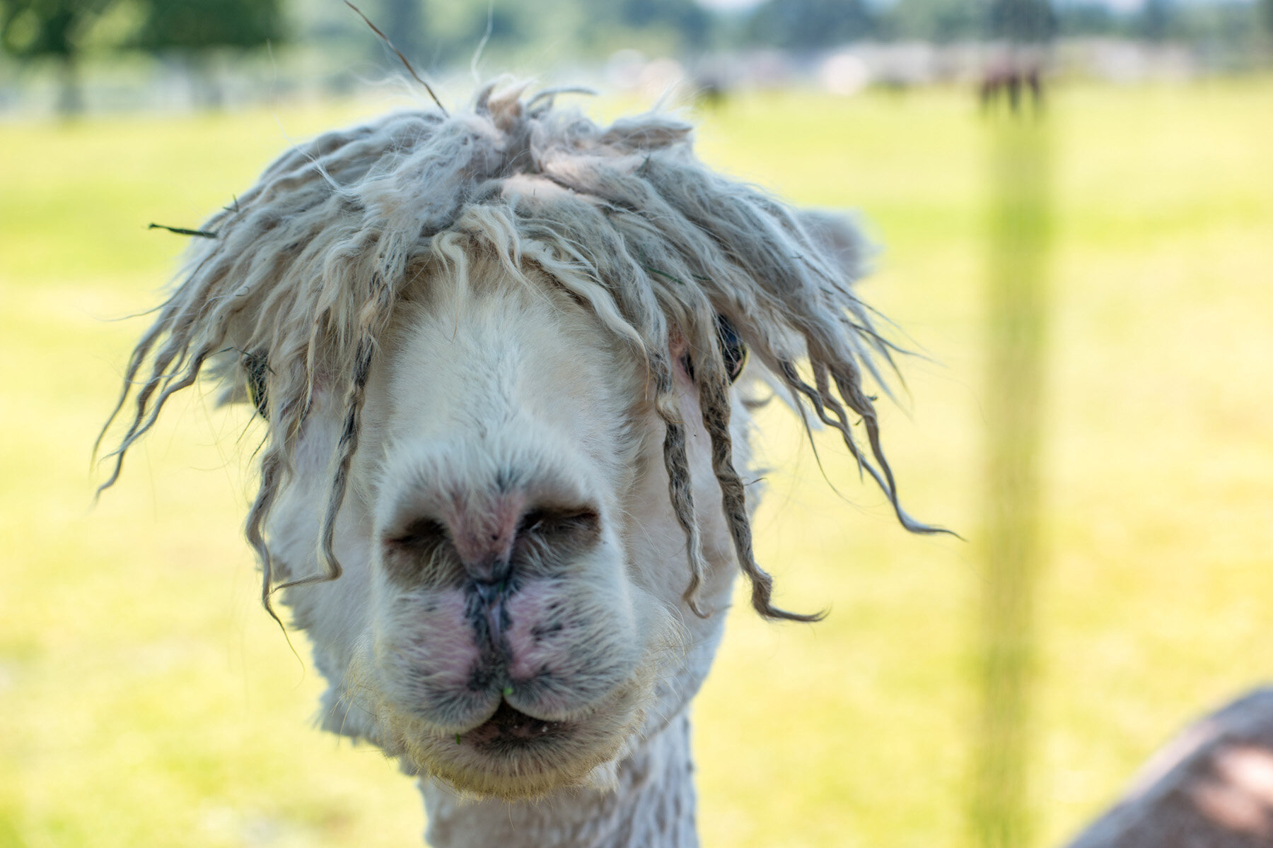 Oakwood Gardens Alpaca Oregon