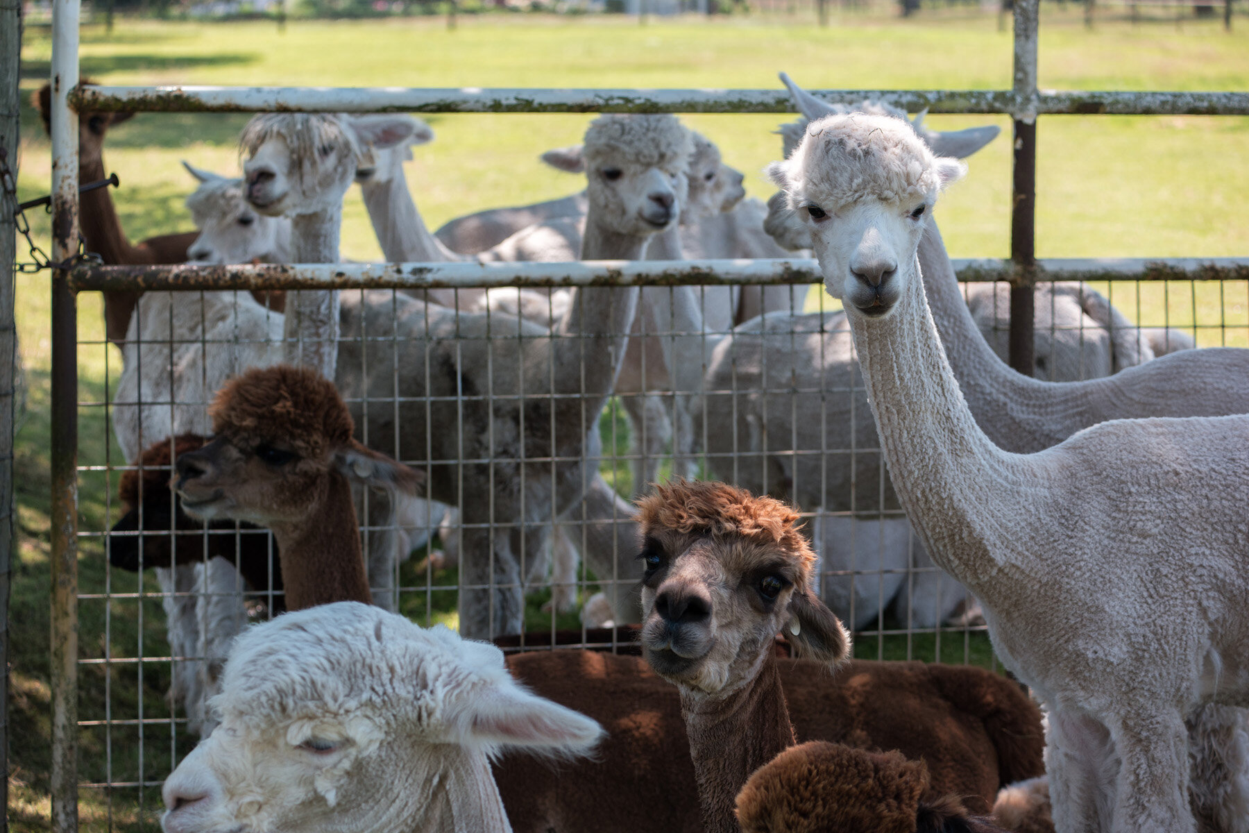 Oakwood Gardens Alpaca Oregon