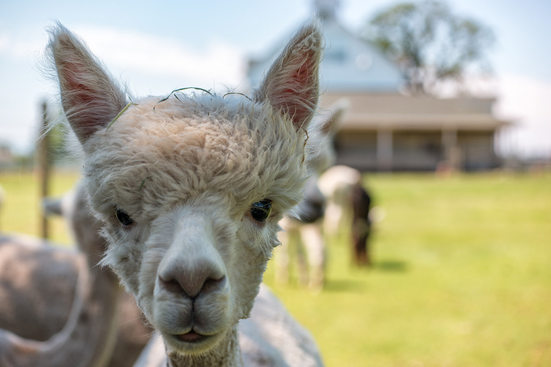 Oakwood Gardens Alpaca Oregon