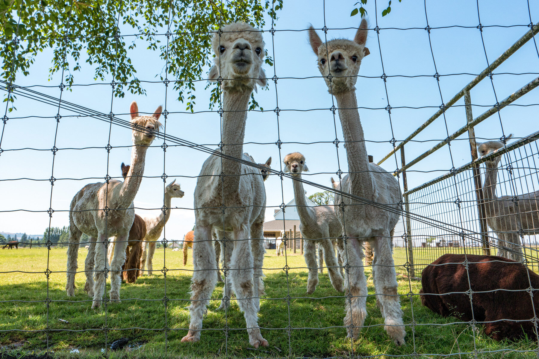 Oakwood Gardens Alpaca Oregon