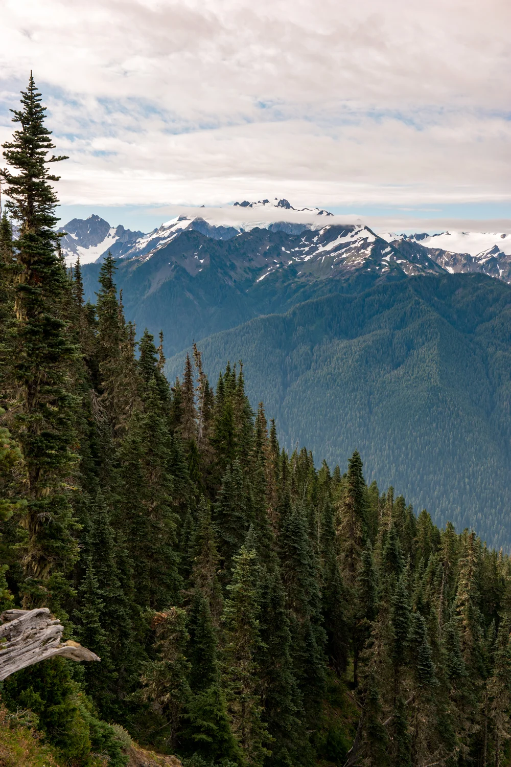 Olympic National Park High Divide Loop
