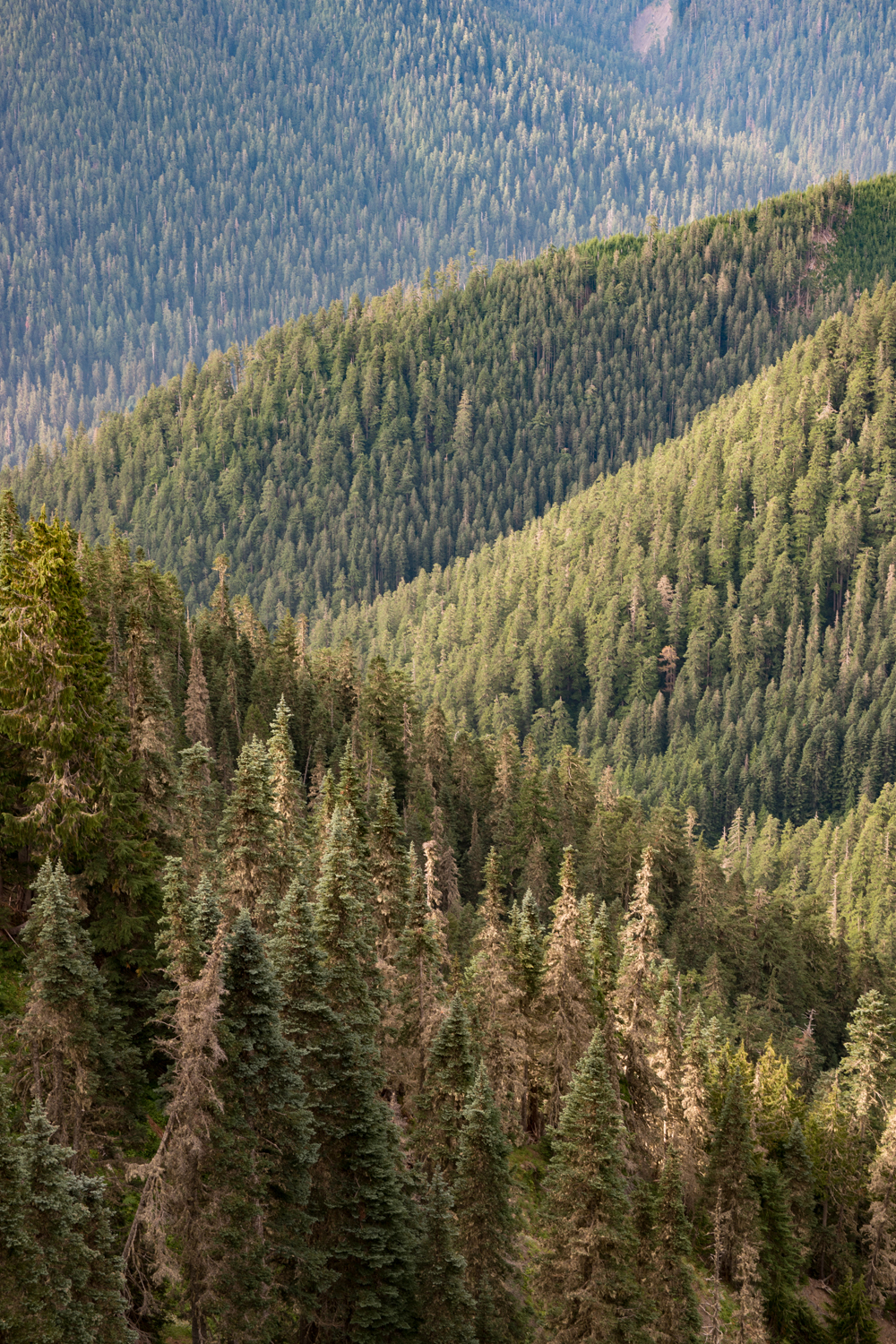 Olympic National Park High Divide Loop
