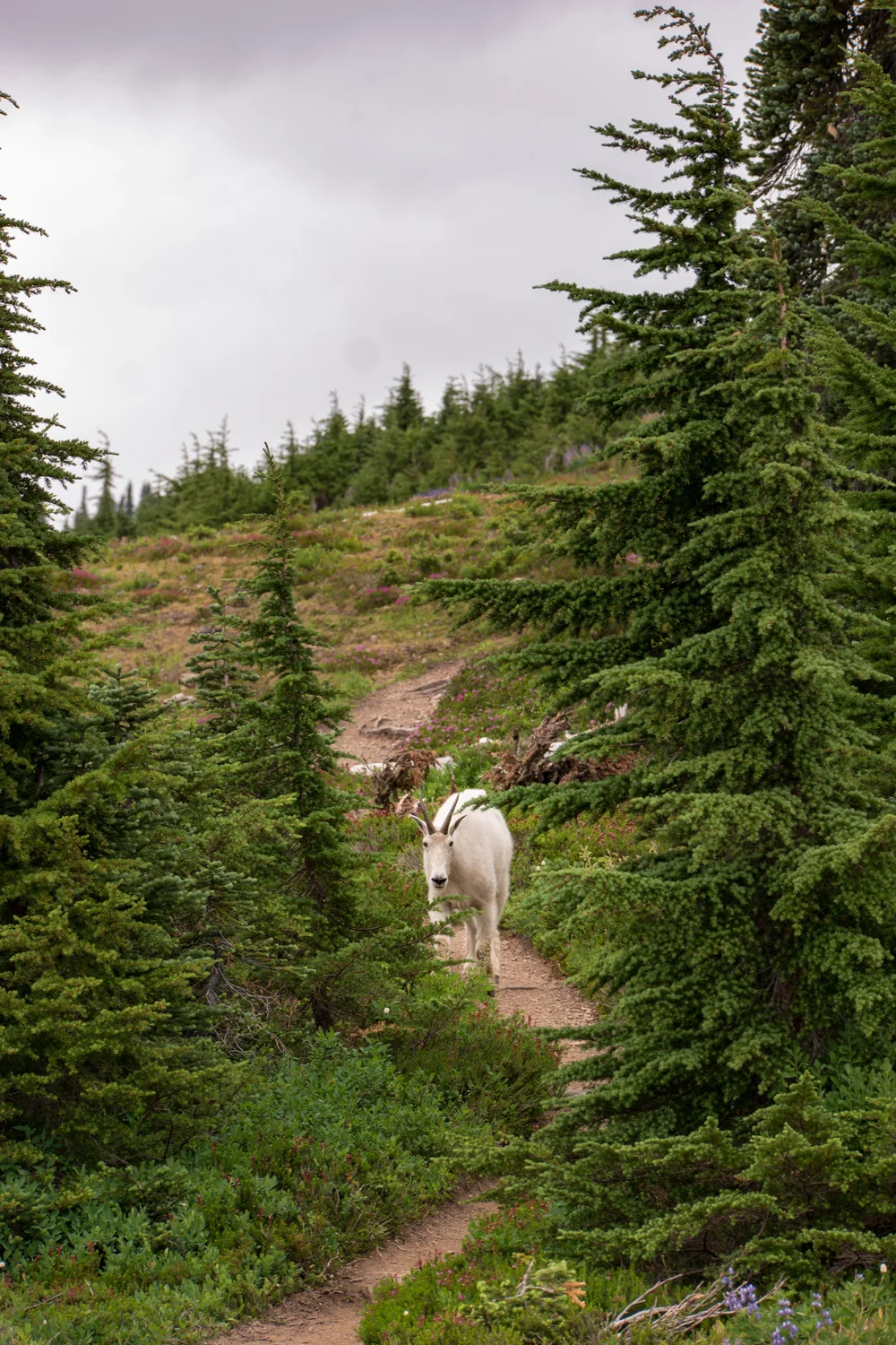 Olympic National Park High Divide Loop