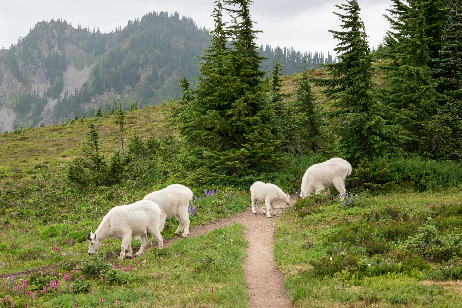 Olympic National Park High Divide Loop