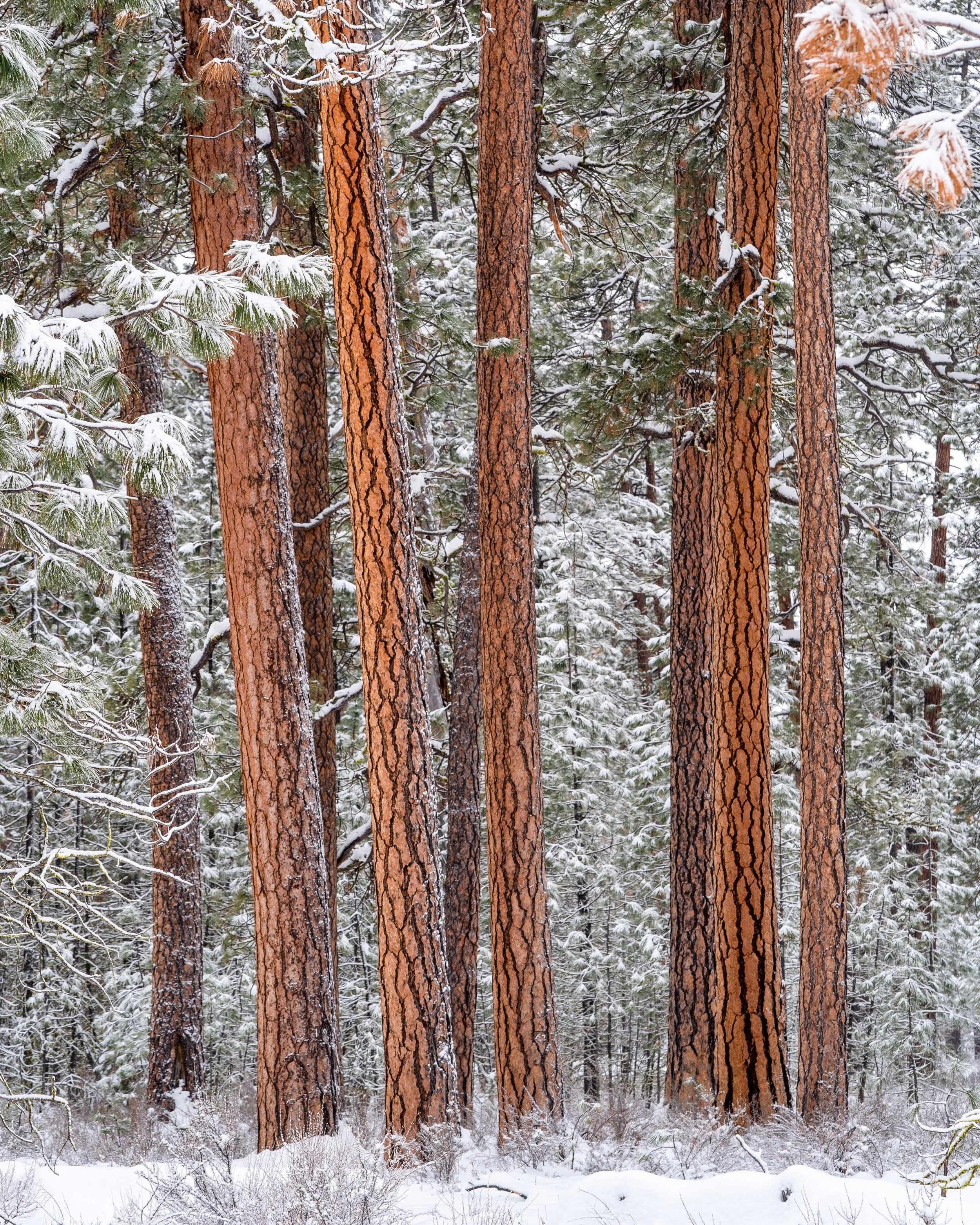 Ponderosa Pine Trees In The Snow In Winter In Bend Oregon