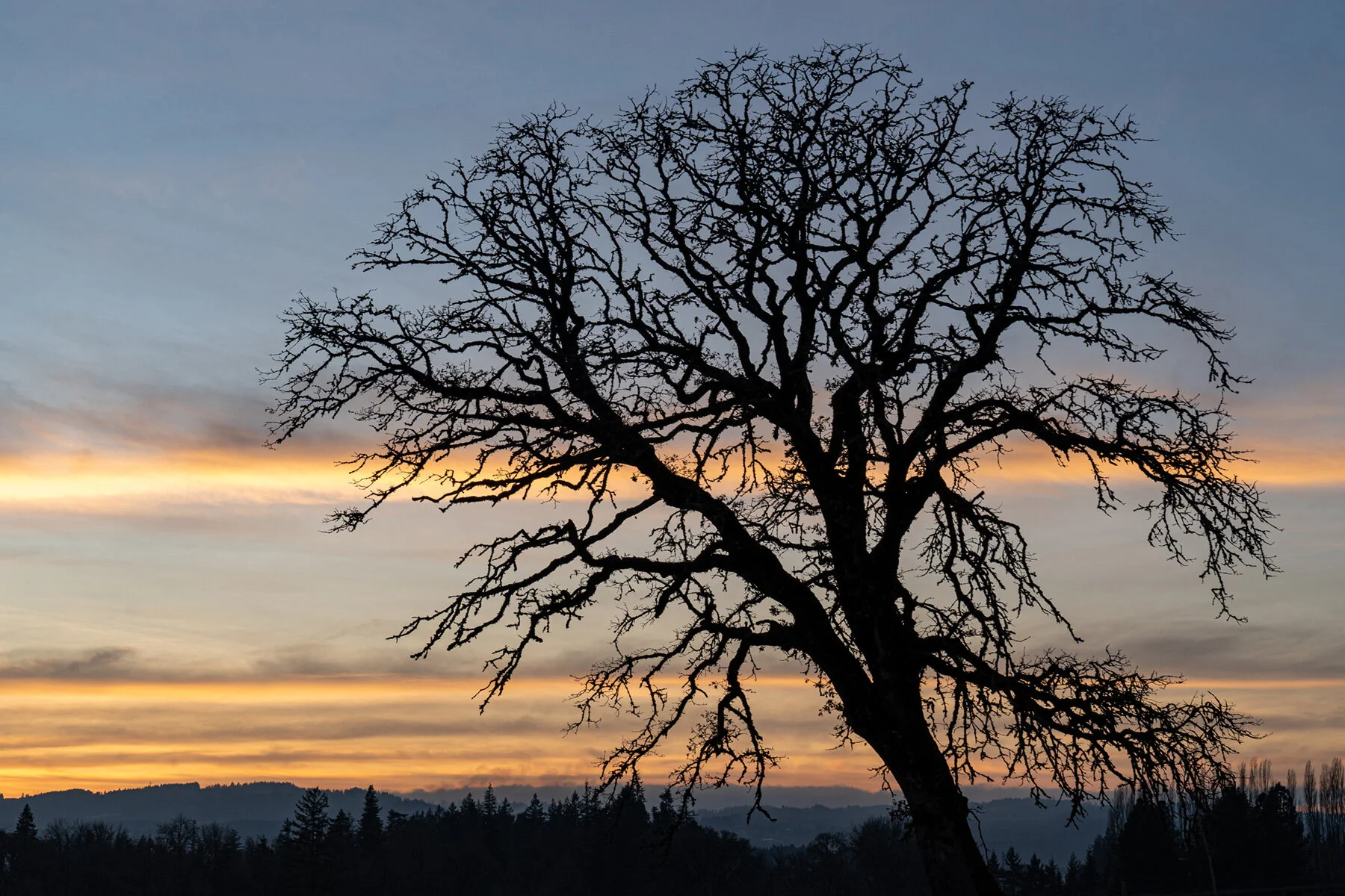 Portland Hillsboro Oregon Oakwood Gardens Winter2019