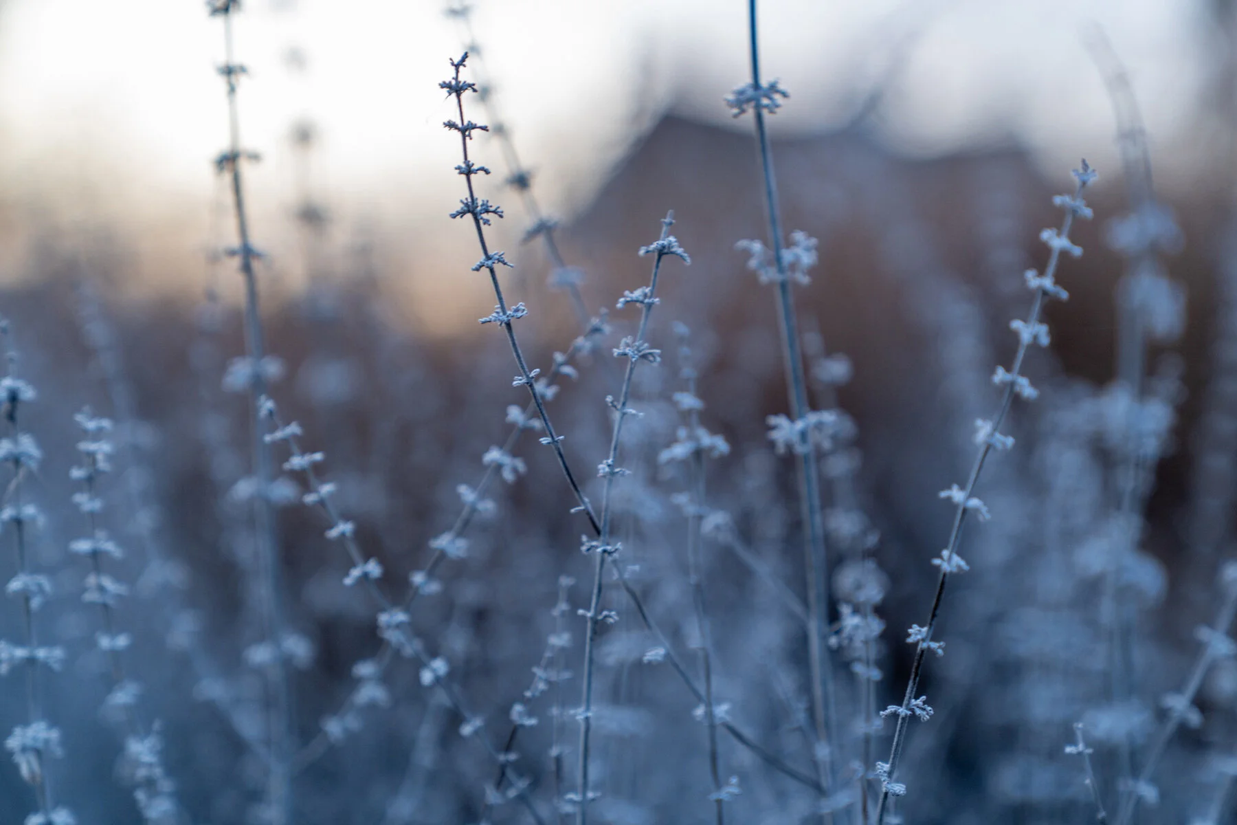 Portland Hillsboro Oregon Oakwood Gardens Winter2019