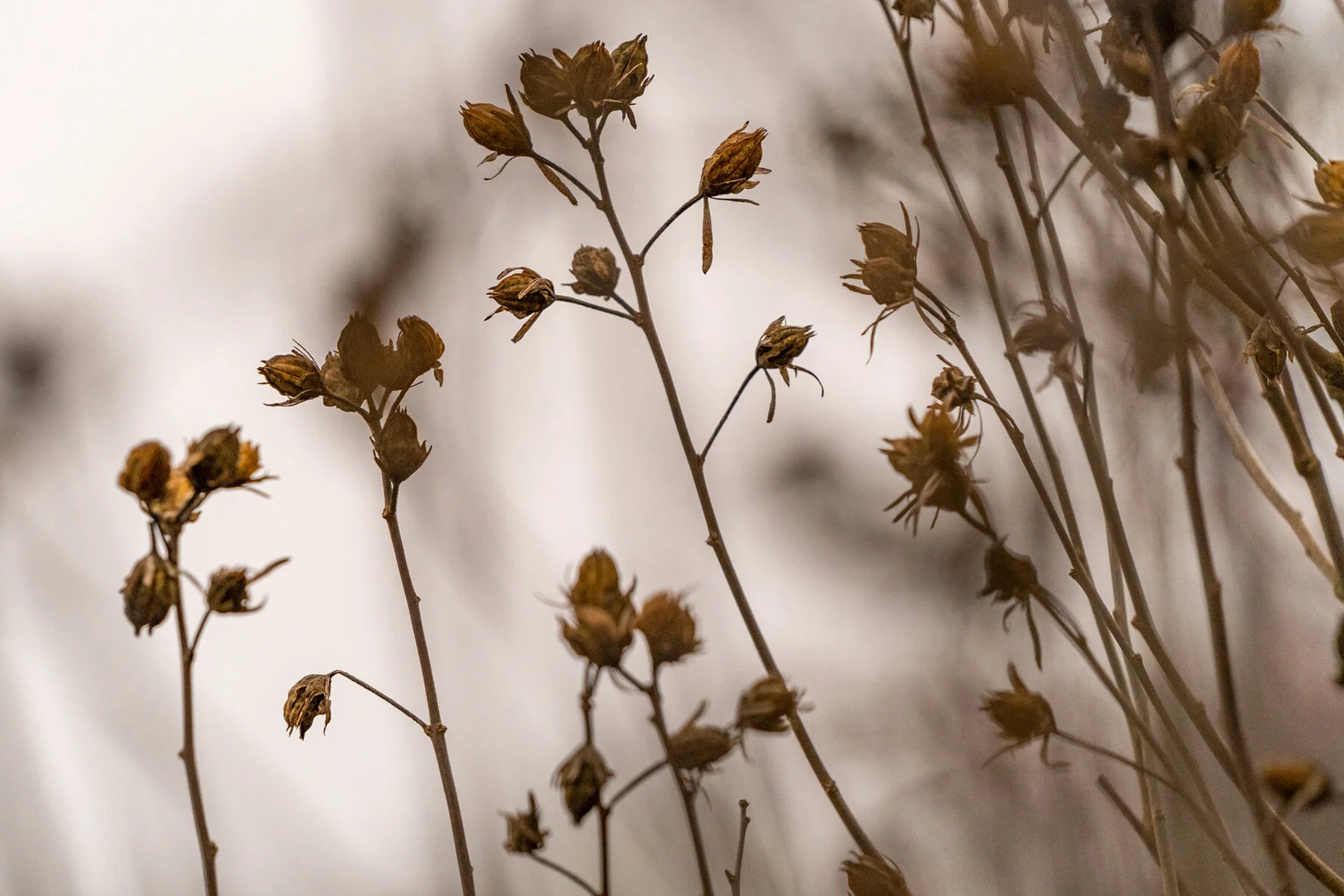 Portland Hillsboro Oregon Oakwood Gardens Winter2019